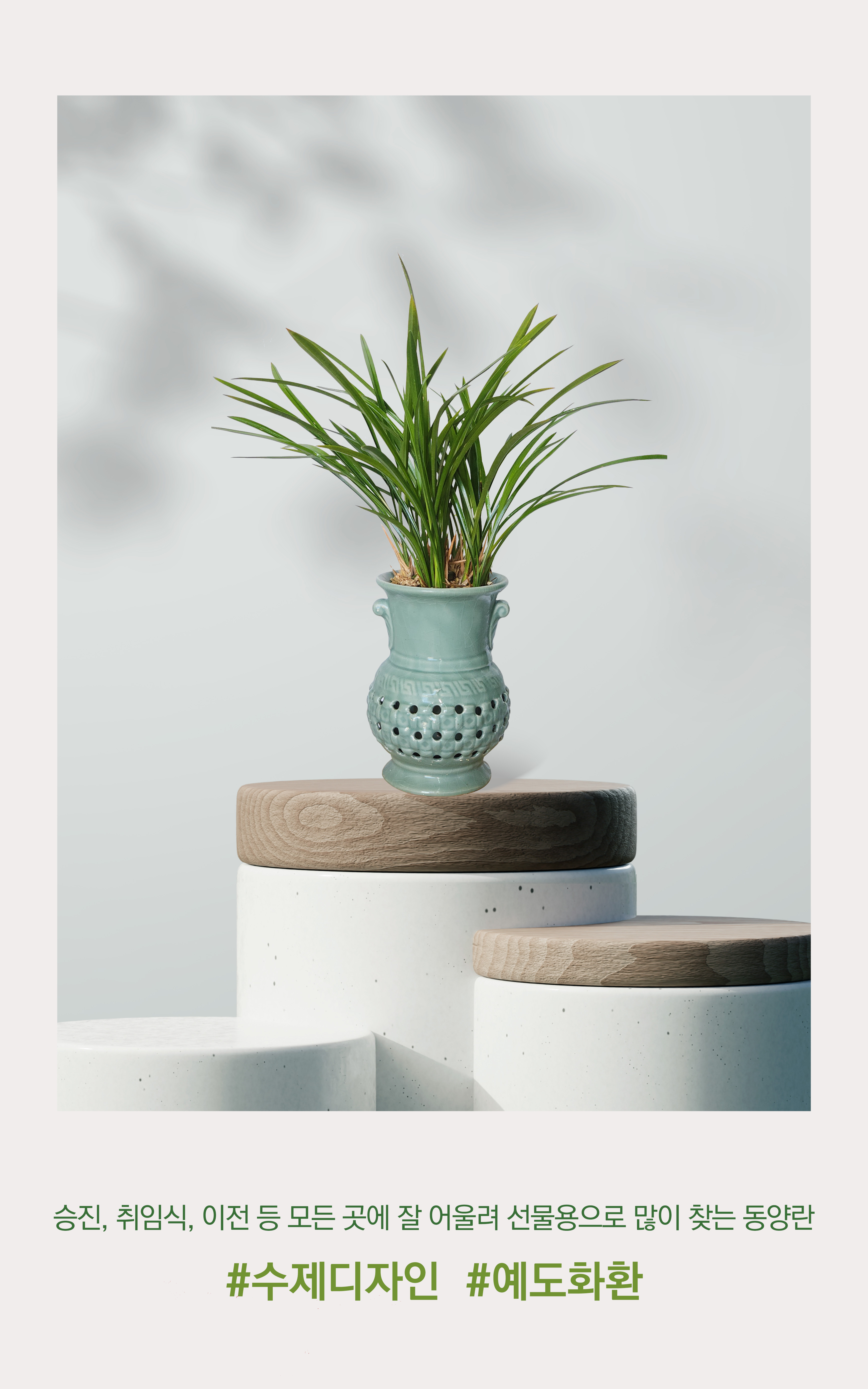 동양란 철골소심 투각분 개업 이취임 승진난 개업식 축하화분 서양란 사무실 이전 전국배송