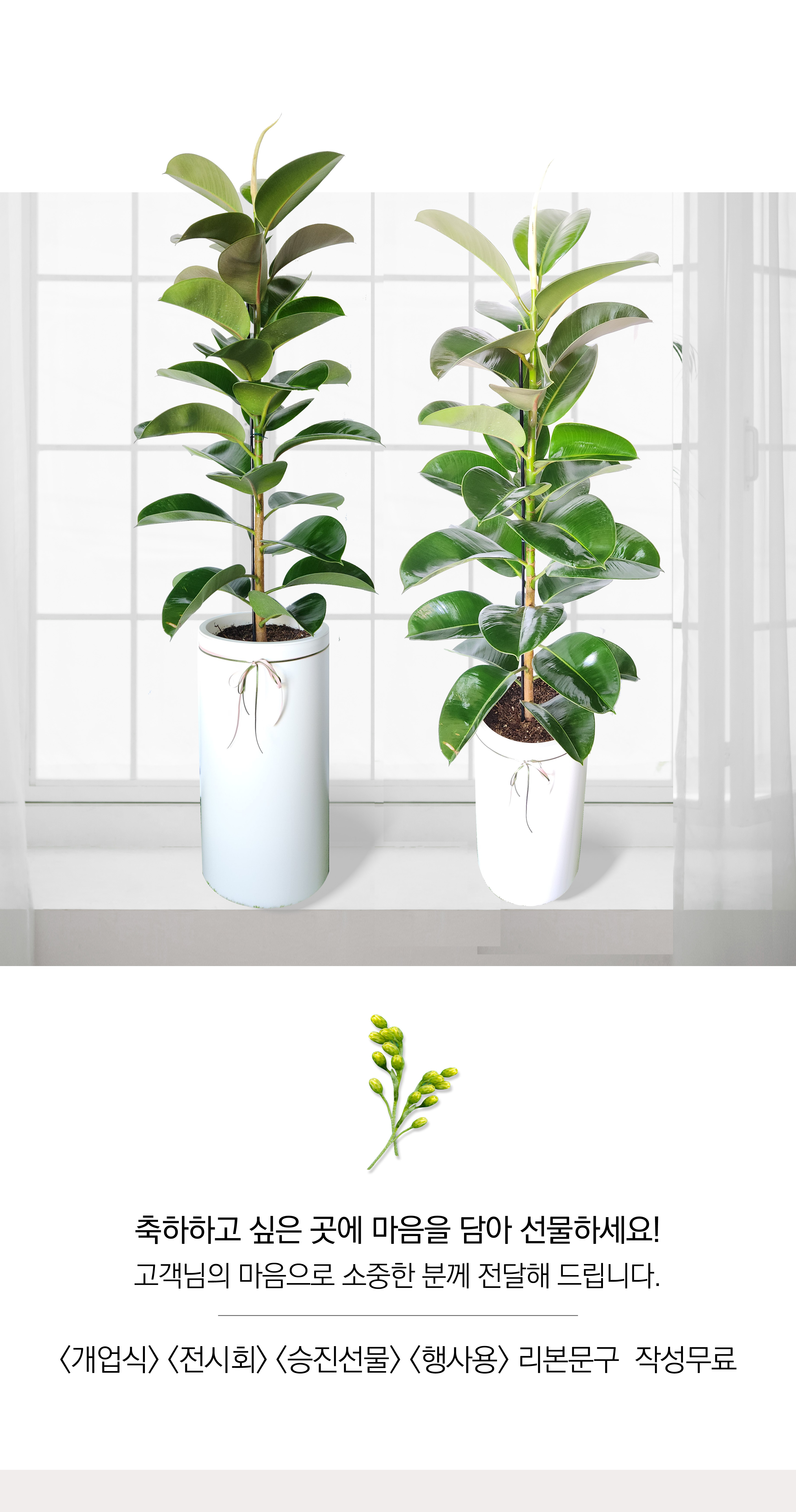 고무나무 대품 개업 이취임 승진난 개업식 축하화분 공기정화식물 사무실 이전 전국배송