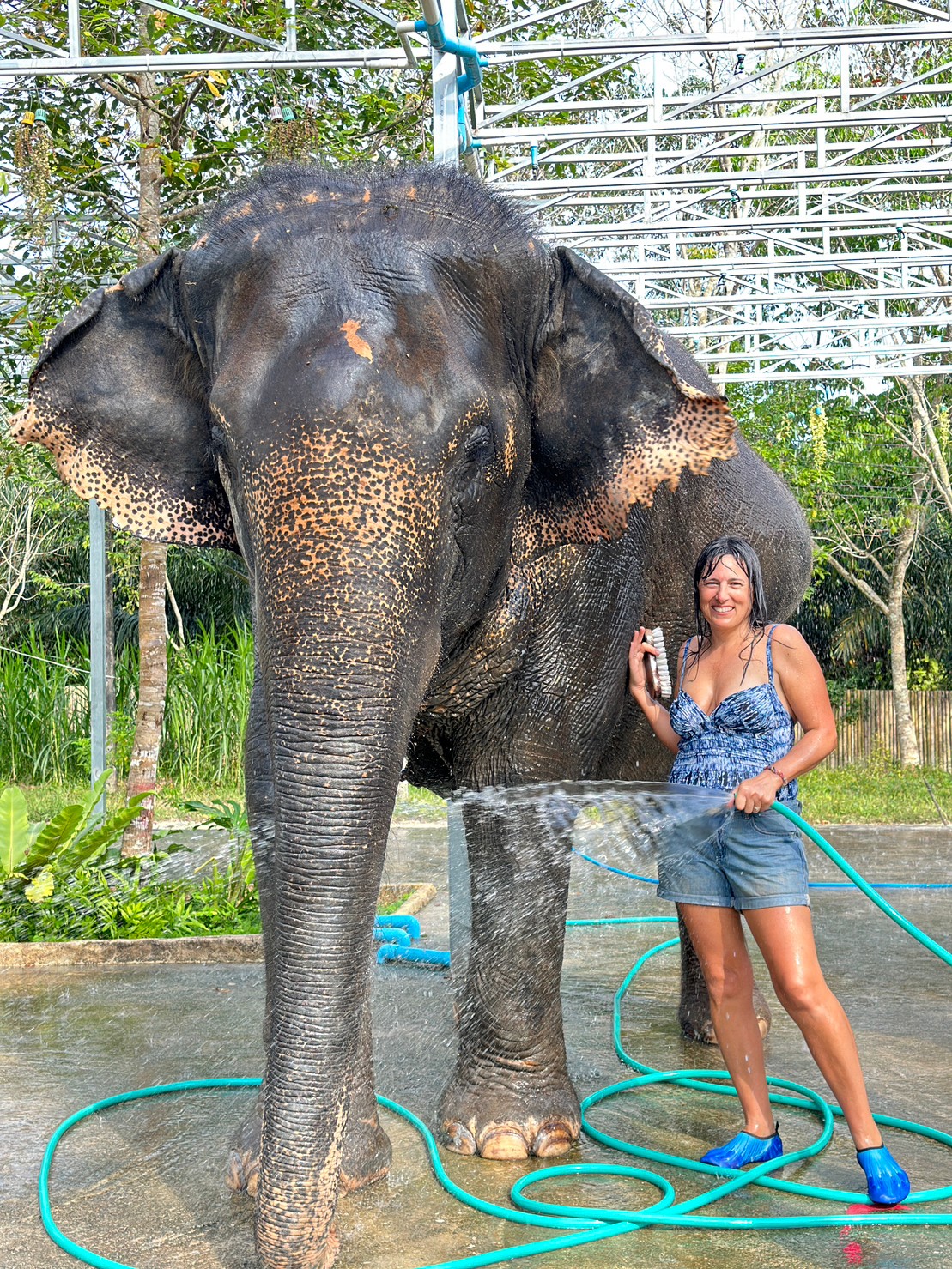 [기프티콘 이벤트] 코사무이 코끼리 정글 보호 캠프(Elephant Sanctuary) 방문 - 상세 이미지 3