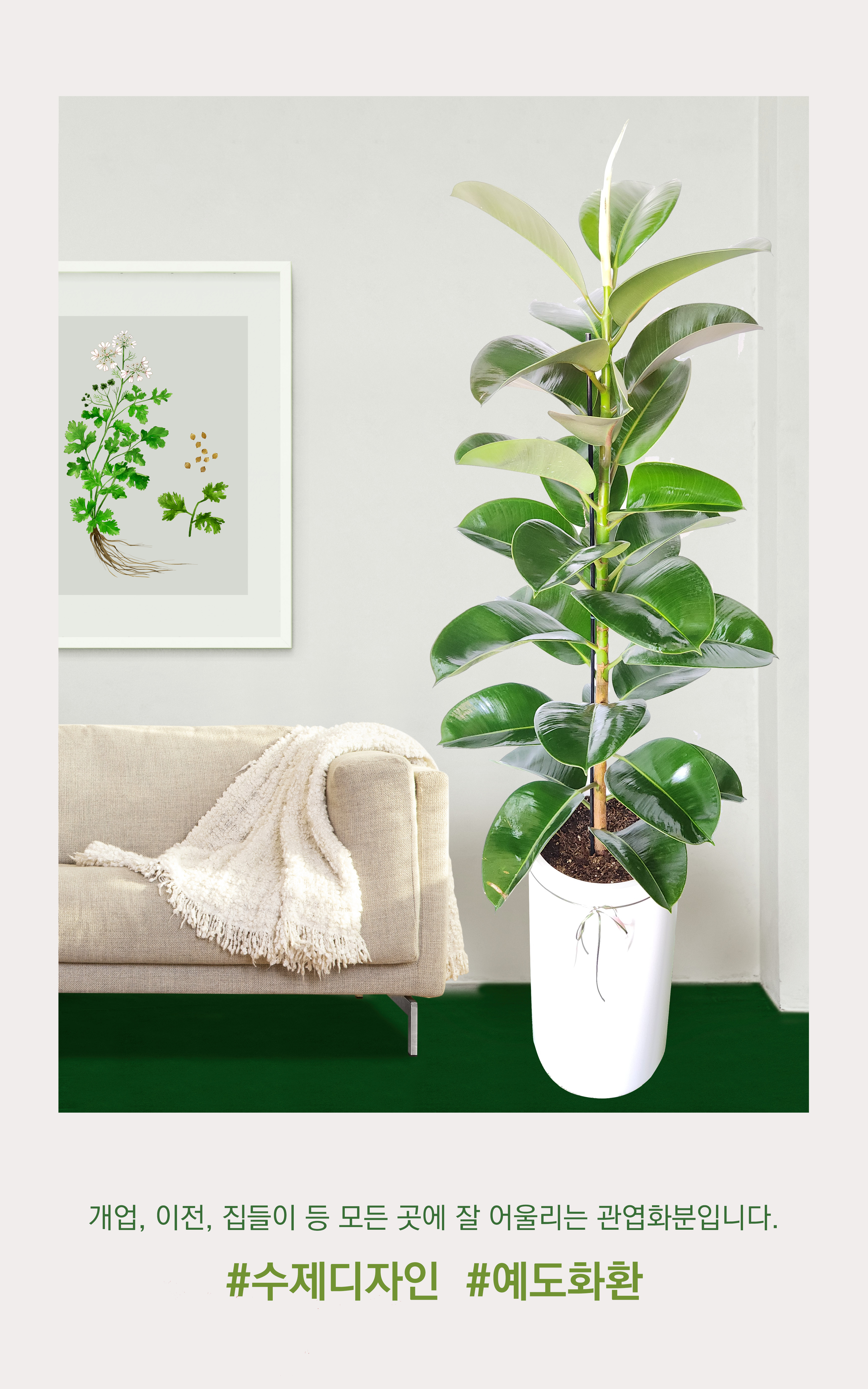 고무나무 대품 개업 이취임 승진난 개업식 축하화분 공기정화식물 사무실 이전 전국배송