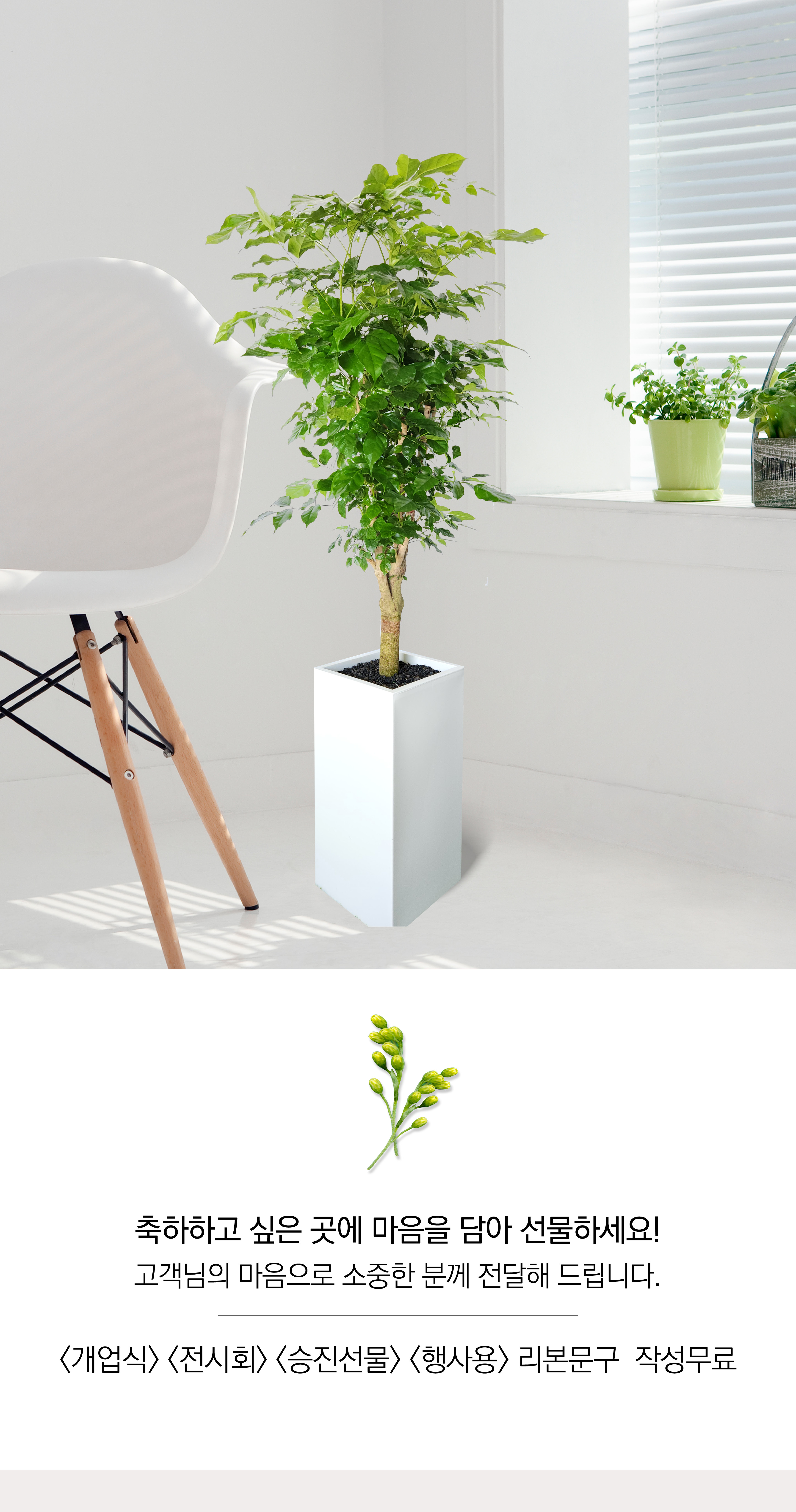 녹보수 대품 개업 이취임 승진난 개업식 축하화분 공기정화식물 사무실 이전 전국배송