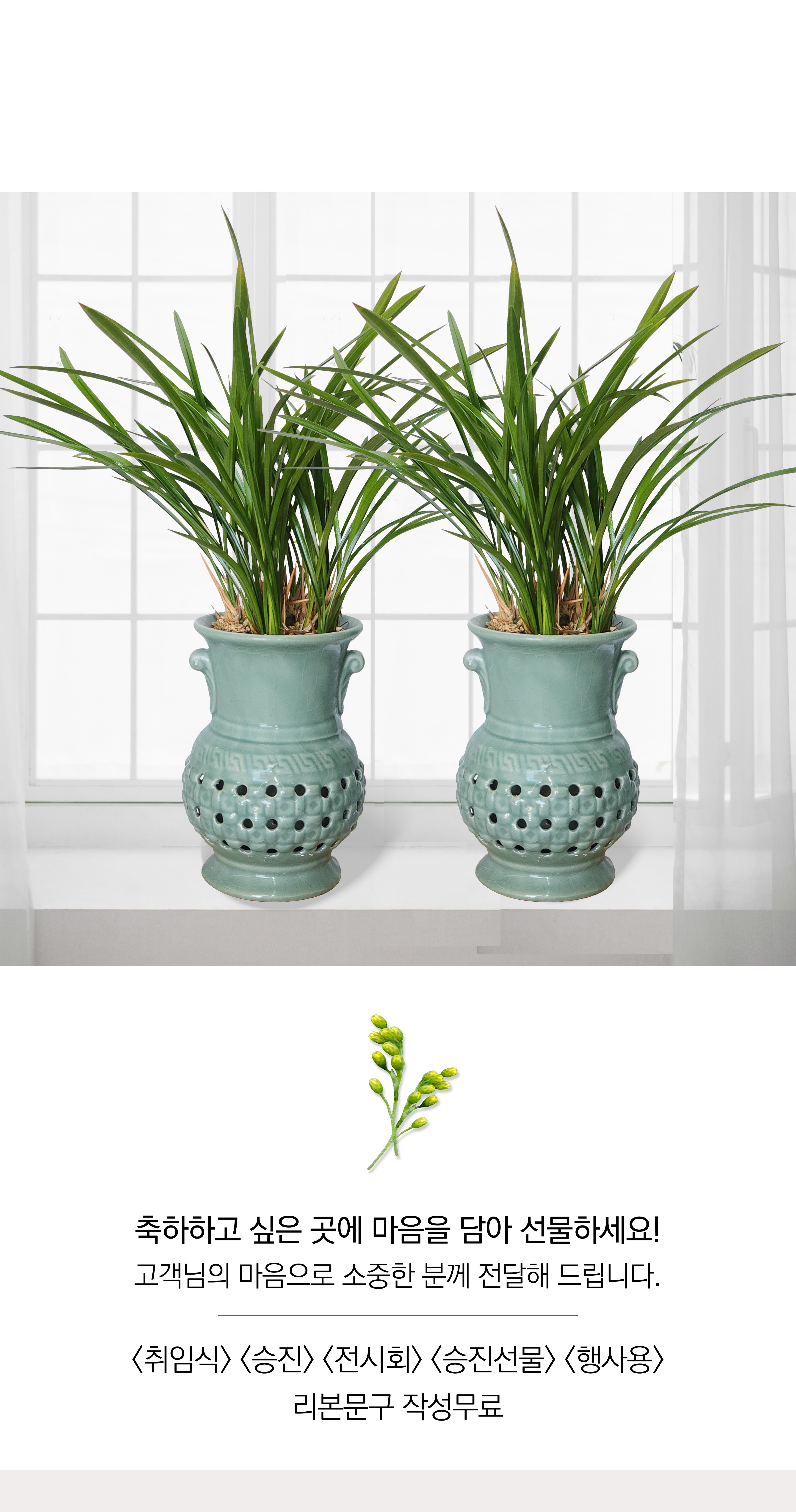 동양란 철골소심 투각분 개업 이취임 승진난 개업식 축하화분 서양란 사무실 이전 전국배송