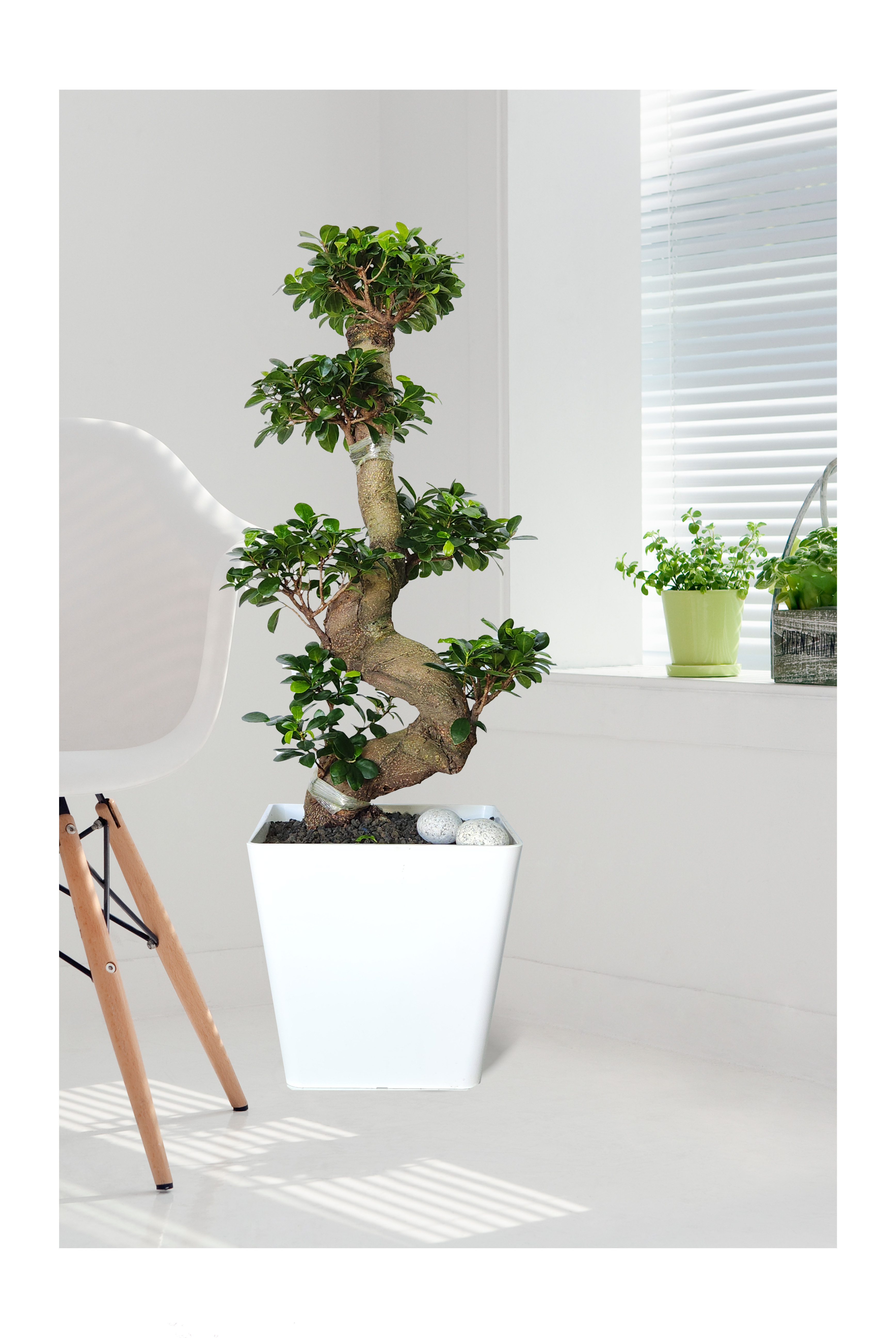 가지마루 분재 개업 이취임 승진난 개업식 축하화분 공기정화식물 사무실 이전 전국배송