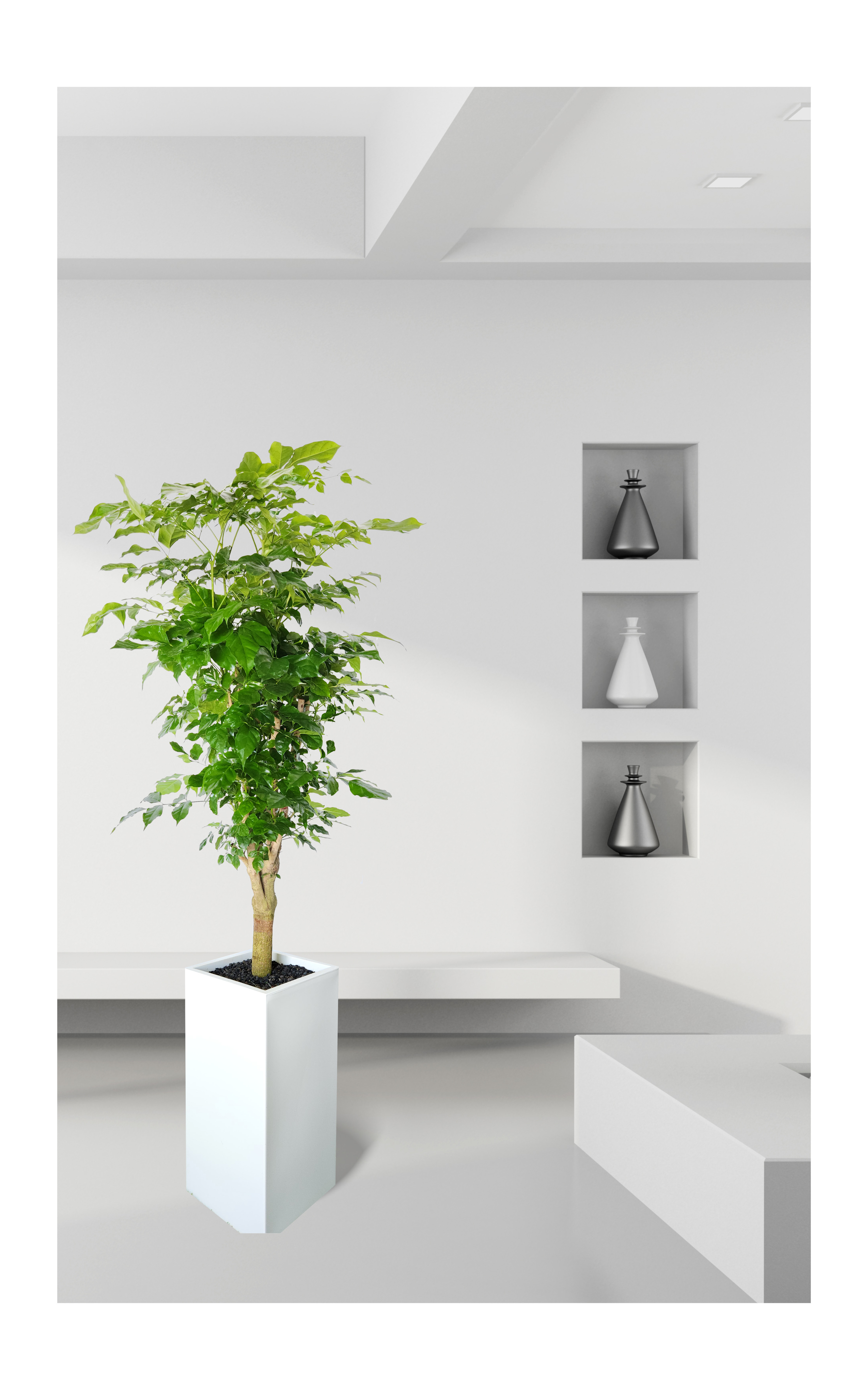 녹보수 대품 개업 이취임 승진난 개업식 축하화분 공기정화식물 사무실 이전 전국배송