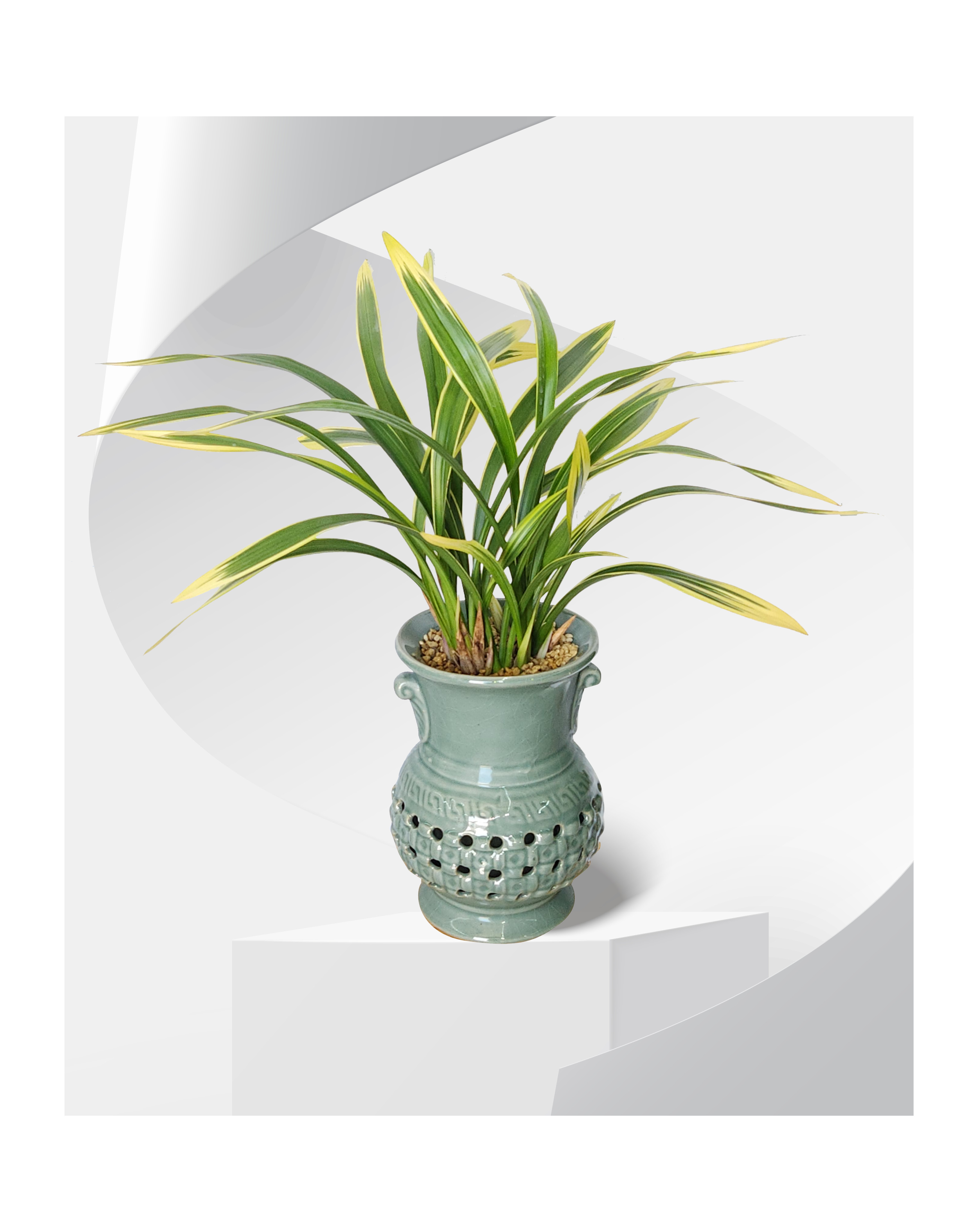 동양란 학지화 투각분 개업 이취임 승진난 개업식 축하화분 서양란 사무실 이전 전국배송