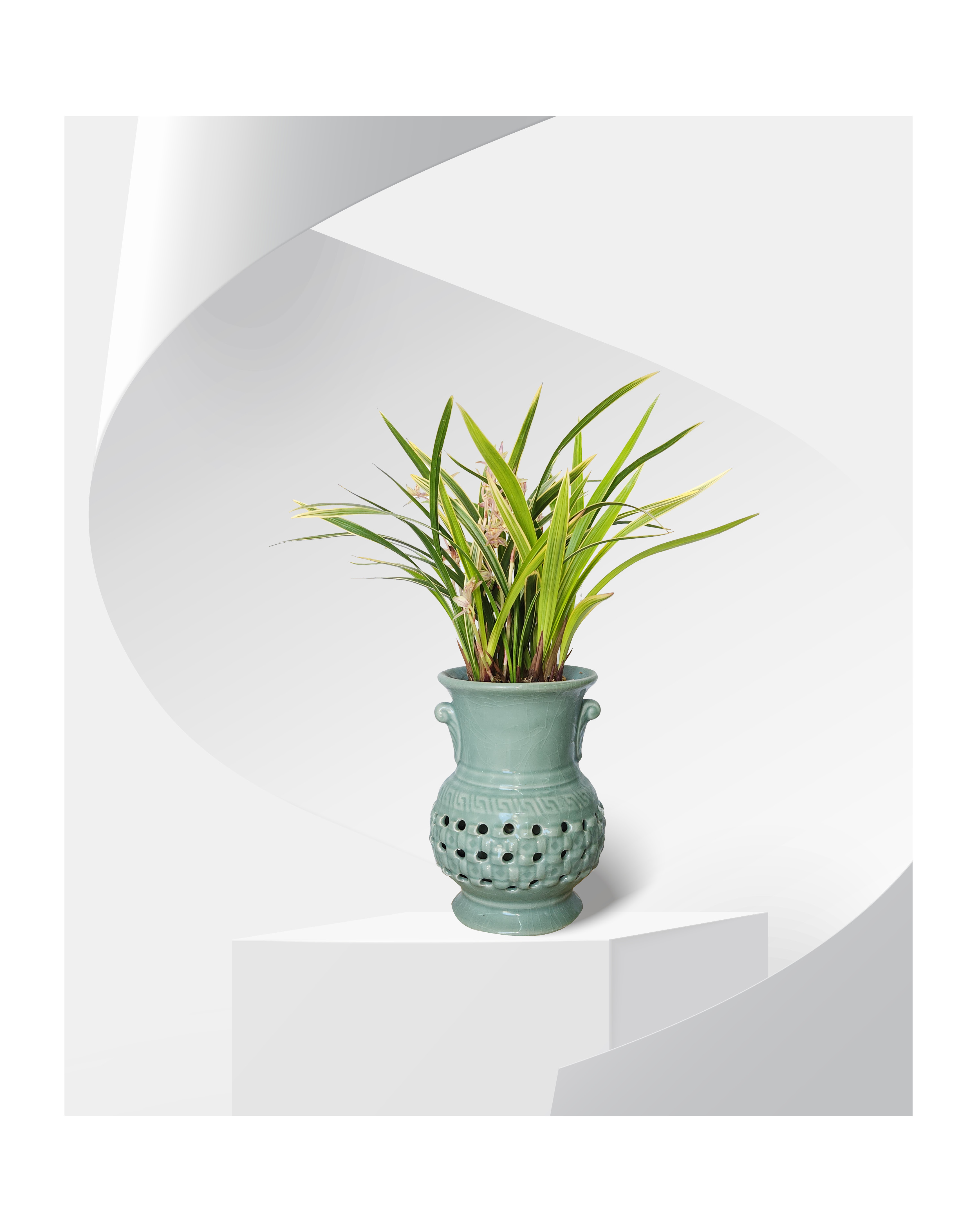 동양란 황용금 투각분 개업 이취임 승진난 개업식 축하화분 서양란 사무실 이전 전국배송