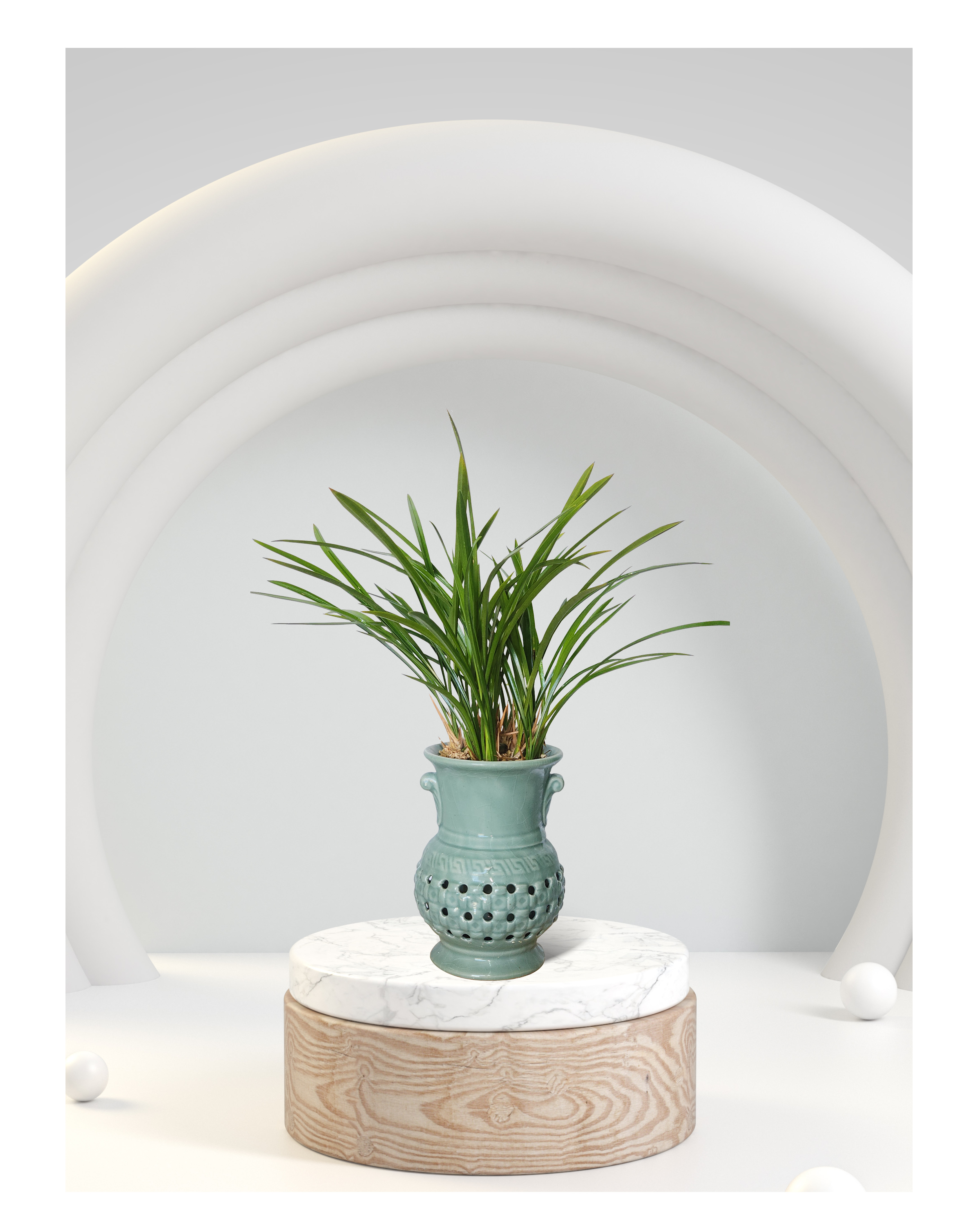 동양란 철골소심 투각분 개업 이취임 승진난 개업식 축하화분 서양란 사무실 이전 전국배송