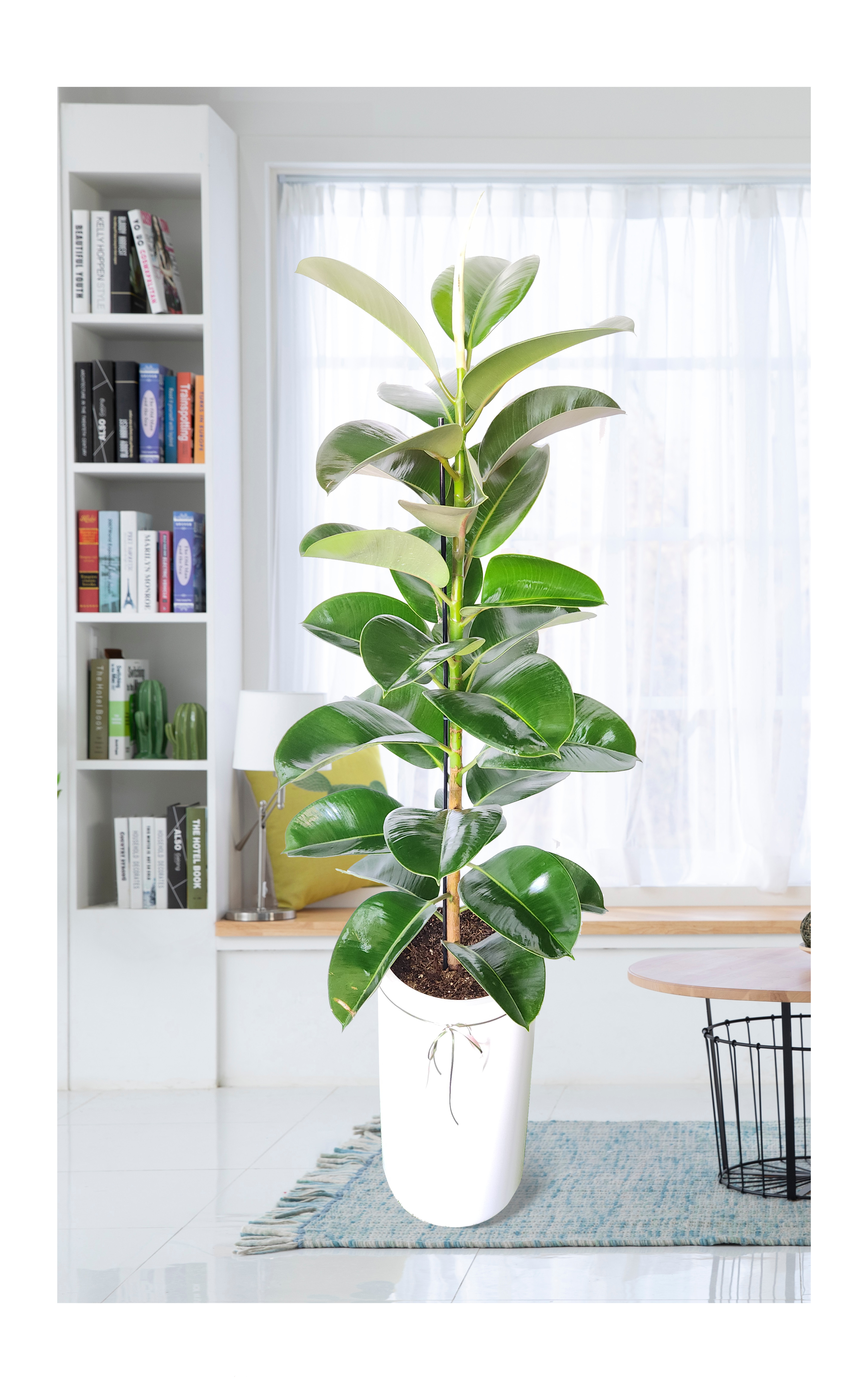 고무나무 대품 개업 이취임 승진난 개업식 축하화분 공기정화식물 사무실 이전 전국배송