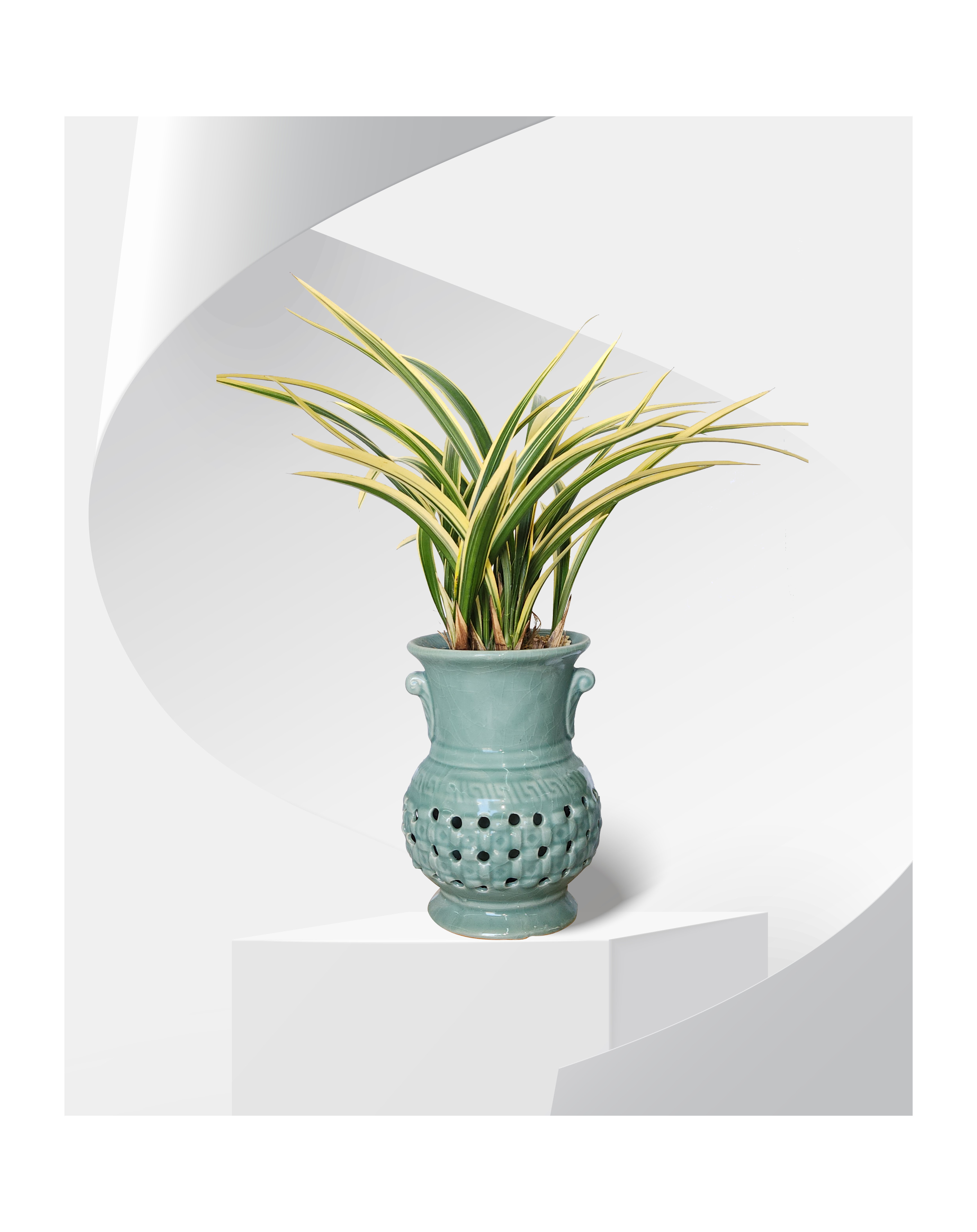 동양란 황금일향 투각분 개업 이취임 승진난 개업식 축하화분 서양란 사무실 이전 전국배송