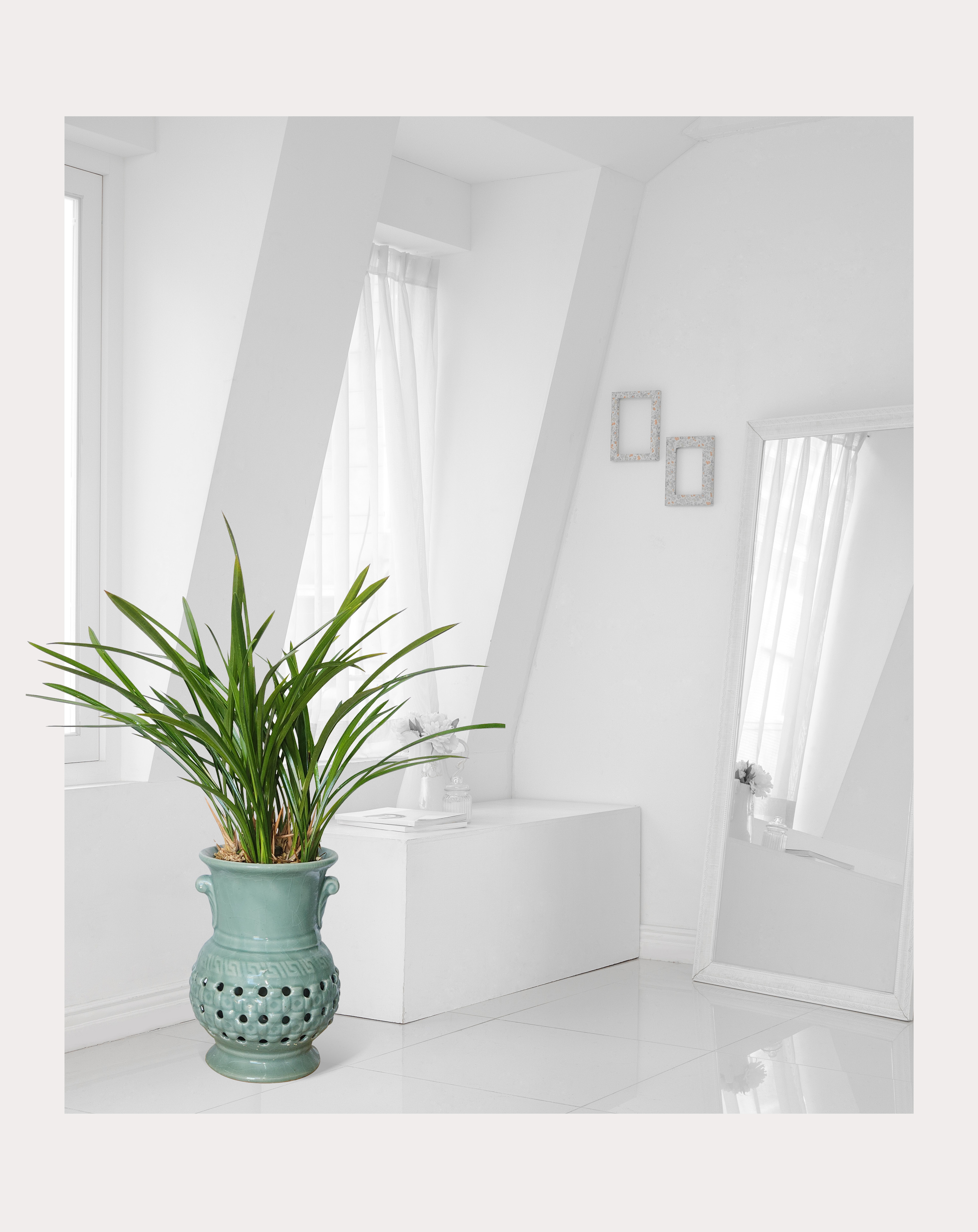 동양란 철골소심 투각분 개업 이취임 승진난 개업식 축하화분 서양란 사무실 이전 전국배송