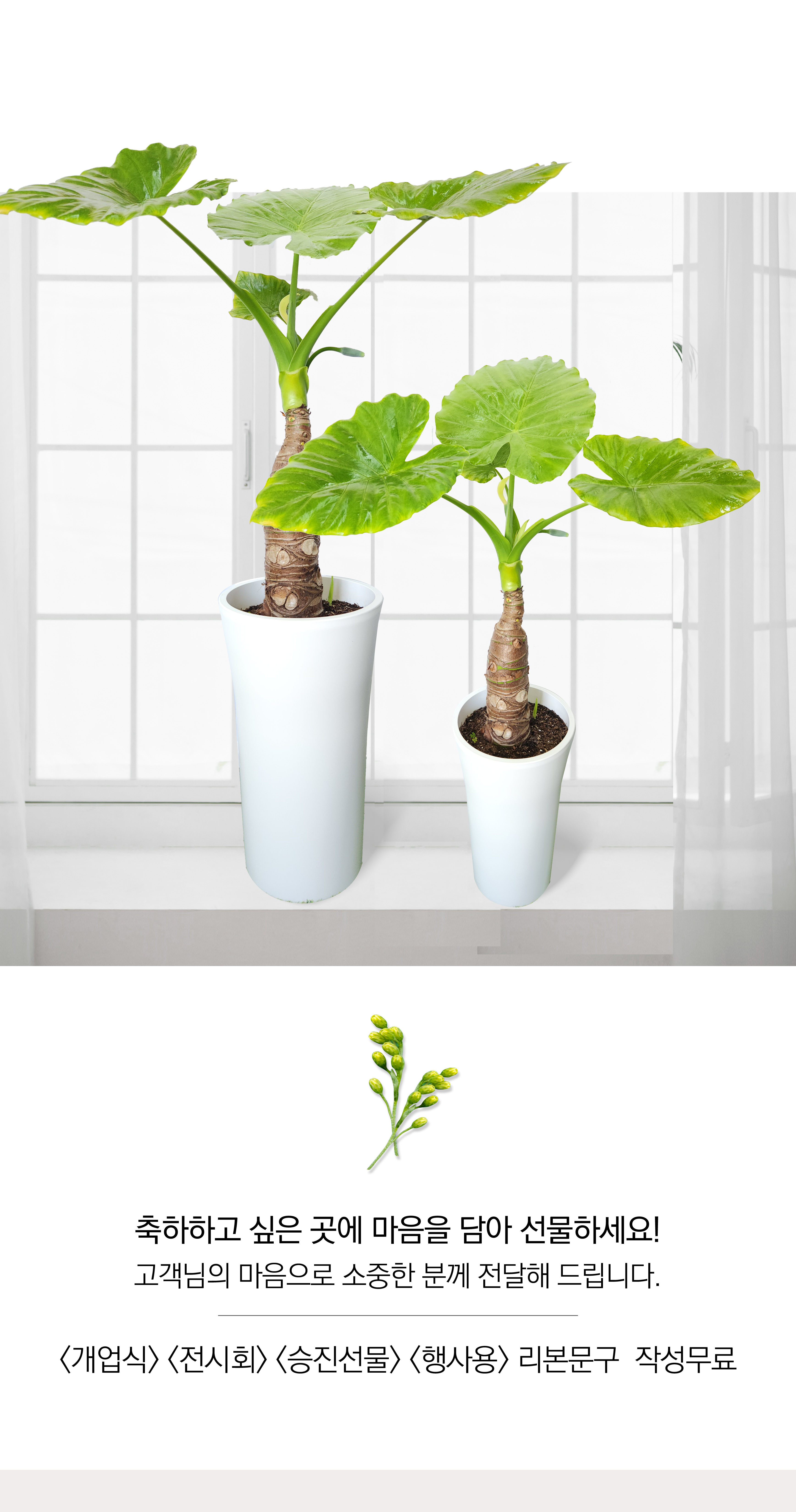 알로카시아 대품 개업 이취임 승진난 개업식 축하화분 공기정화식물 사무실 이전 전국배송
