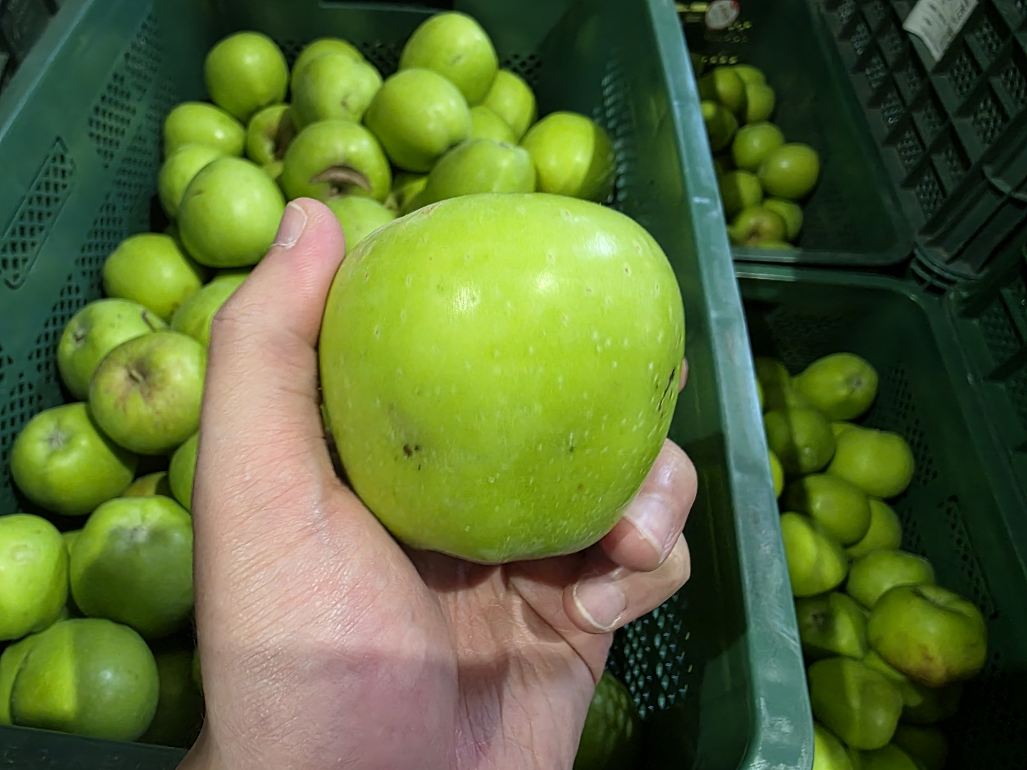 신선마켓 가정용 맛있는 아오리사과 소과, 2kg, 1개 이미지 6
