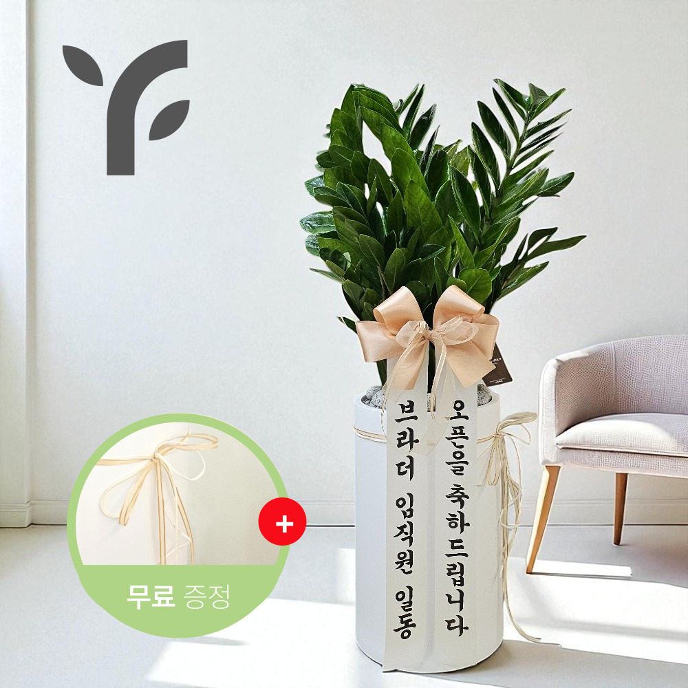 돈들어오는 돈나무 금전수 거실 개업 축하화분 배달 선물 식물 나무 중형