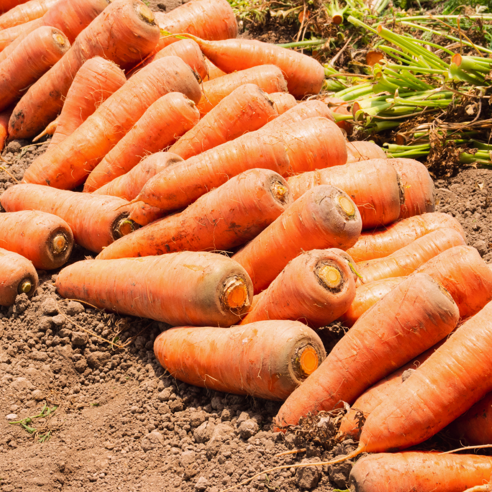 대용량 햇 당근 흙 제주 구좌 경남 창원 당근 10kg 15kg 20kg
