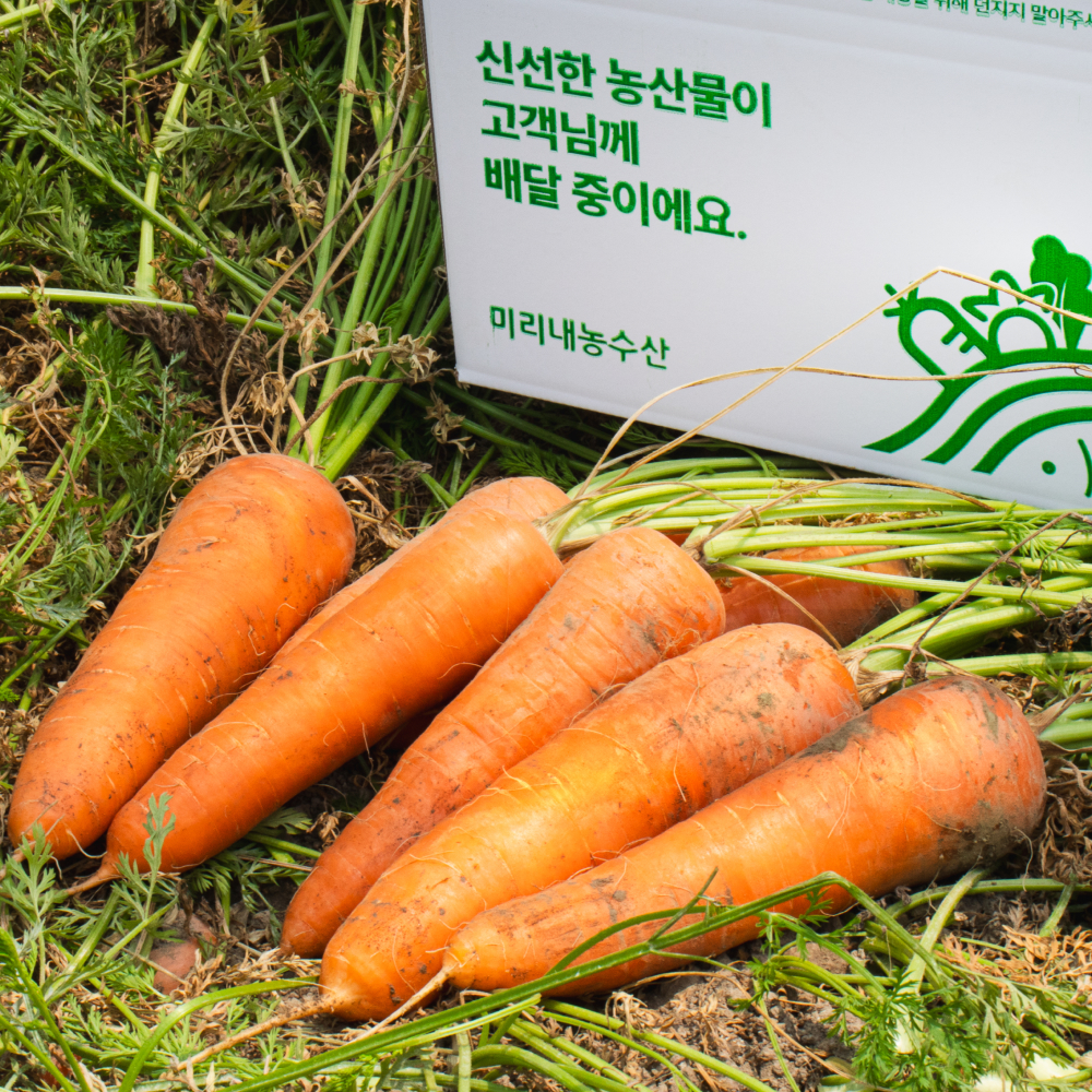 햇 당근 흙 제주 구좌 경남 창원 당근 10kg 5kg - 상세 이미지 2