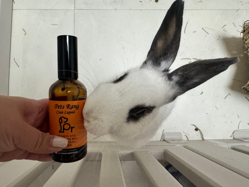 펫츠랑 강아지 유산균 포스트바이오틱스 피부 면역 소화 변비 설사 100ml, 1개 이미지 7