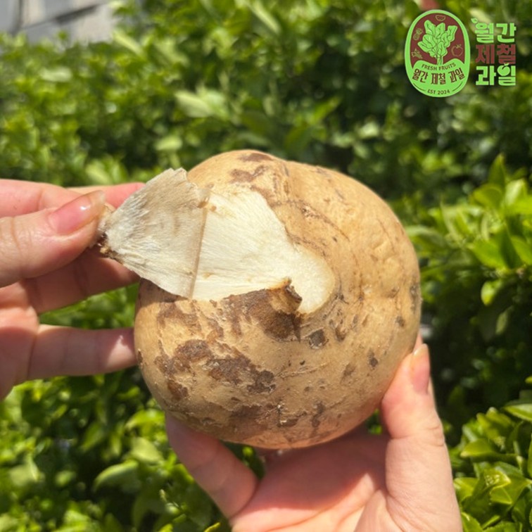 바로먹는 감자 베트남 히카마 감자 효능 히까마 멕시코 감자 10키로 5키로 - 상세 이미지 4