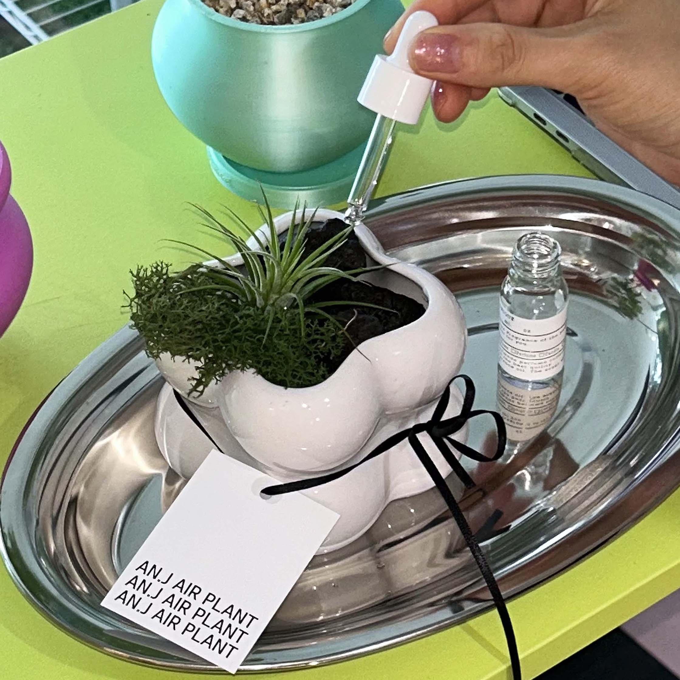 이오난사 큐브 식물 SET (화분+식물2종+화산석) 틸란드시아 공기정화 습기제거 행잉 플랜트 소품