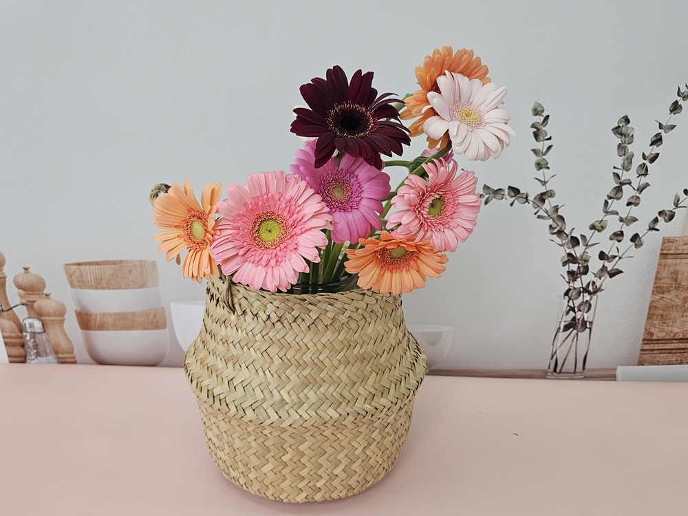 유스풀몰 생화 파스텔톤 거베라 1송이 피콜리니 꽃배달싼곳 꽃 이미지 2