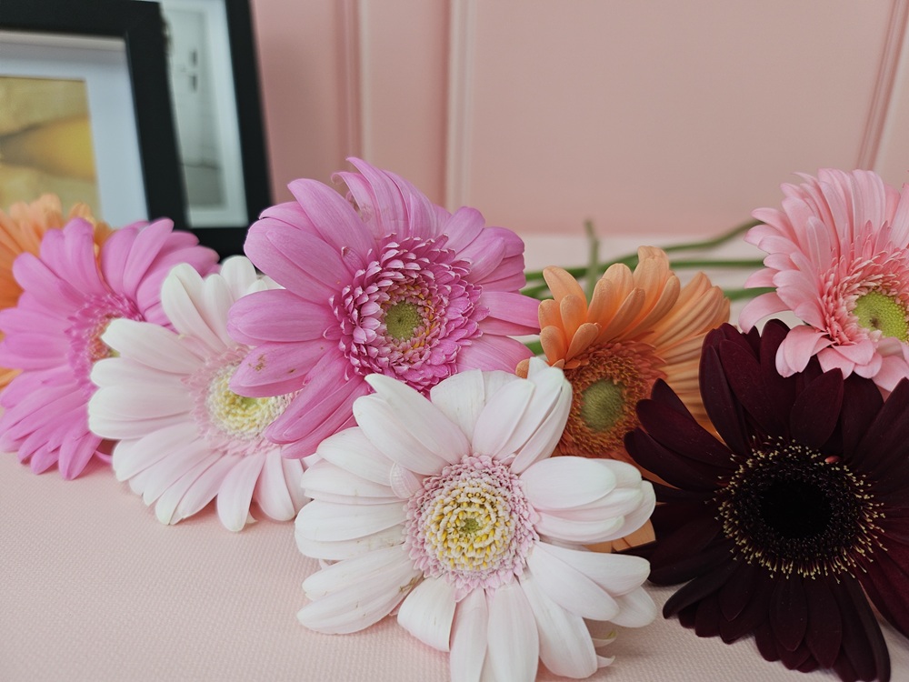 유스풀몰 생화 파스텔톤 거베라 1송이 피콜리니 꽃배달싼곳 꽃 이미지 4