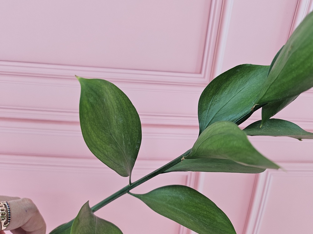 유스풀몰 루스커스 1대 1줄기 생화택배 꽃배달 싼곳 이미지 3