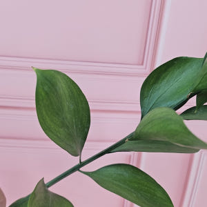 유스풀몰 루스커스 1대 1줄기 생화택배 꽃배달 싼곳 솔직 후기 | 실사용자 리뷰 분석 - 상품 이미지 3