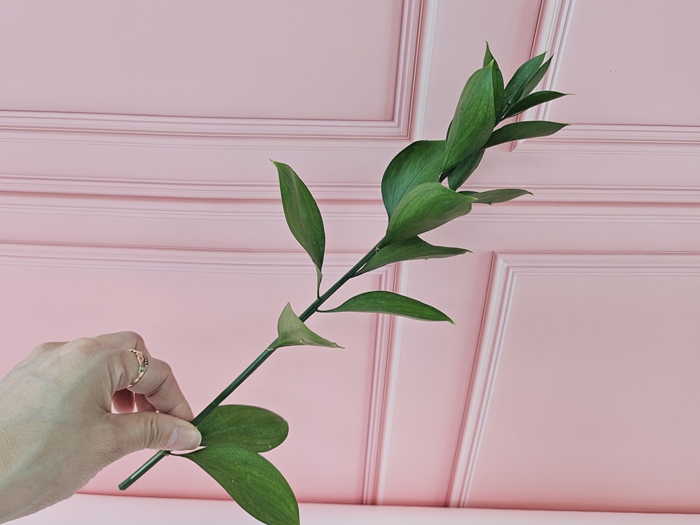 유스풀몰 루스커스 1대 1줄기 생화택배 꽃배달 싼곳 이미지 2