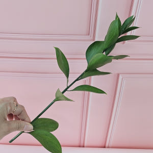 유스풀몰 루스커스 1대 1줄기 생화택배 꽃배달 싼곳 솔직 후기 | 실사용자 리뷰 분석 - 상품 이미지 2