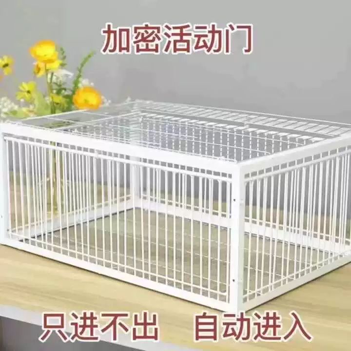 비둘기 포획틀 덫 조류 트랩 함정 유해 사냥 40x30x26 1개 무천창 - 상세 이미지 2