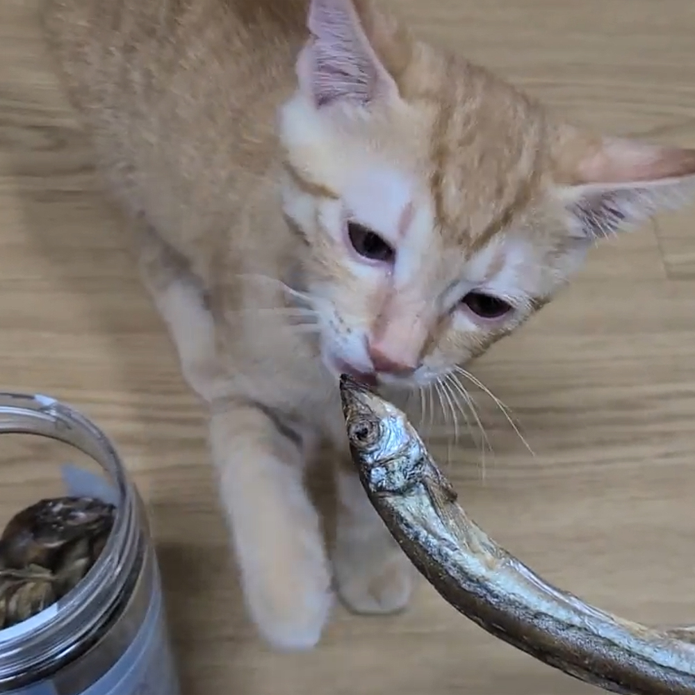 [국내산] 묘생묘미 고양이트릿 동결건조간식 열빙어, 80g, 1개 이미지 3