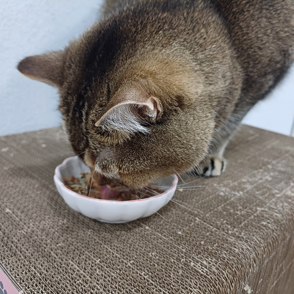 [휴먼그레이드] 묘생묘미 고양이 가쓰오부시 간식 가다랑어포+멸치, 30g, 5개 - 상세 이미지 5