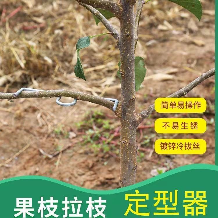 묘목 고정 클립 철사 후크 지지대 유인 나무가지 토마토 M13cm 20개 - 상세 이미지 5