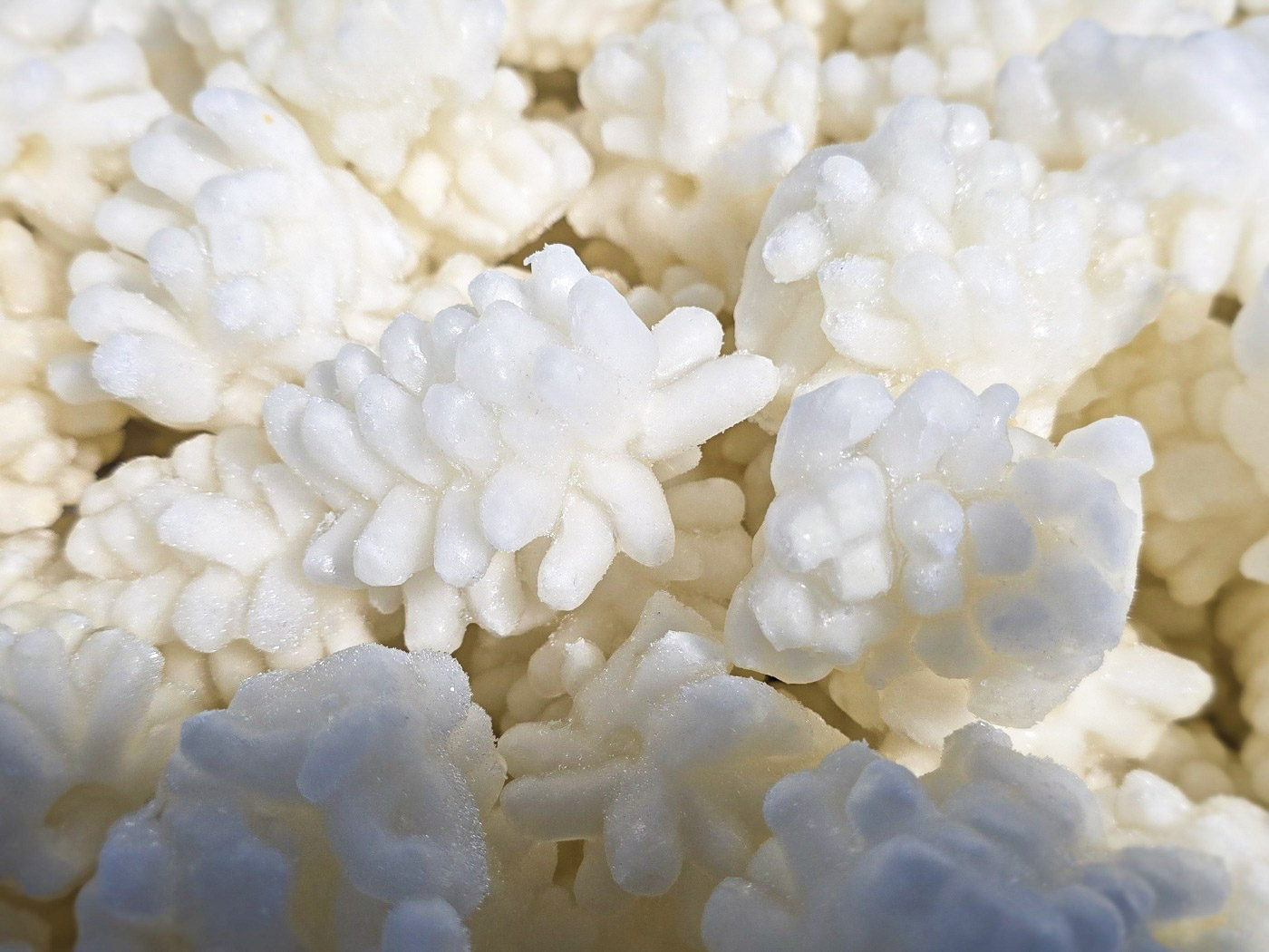 미다지 손질 냉동 솔방울 오징어 10kg 한박스 (벌크) 식자재