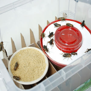 귀뚜라미  사육상자 부속품 솔직 후기 | 실제 사용자 리뷰 총정리 - 상품 이미지 1