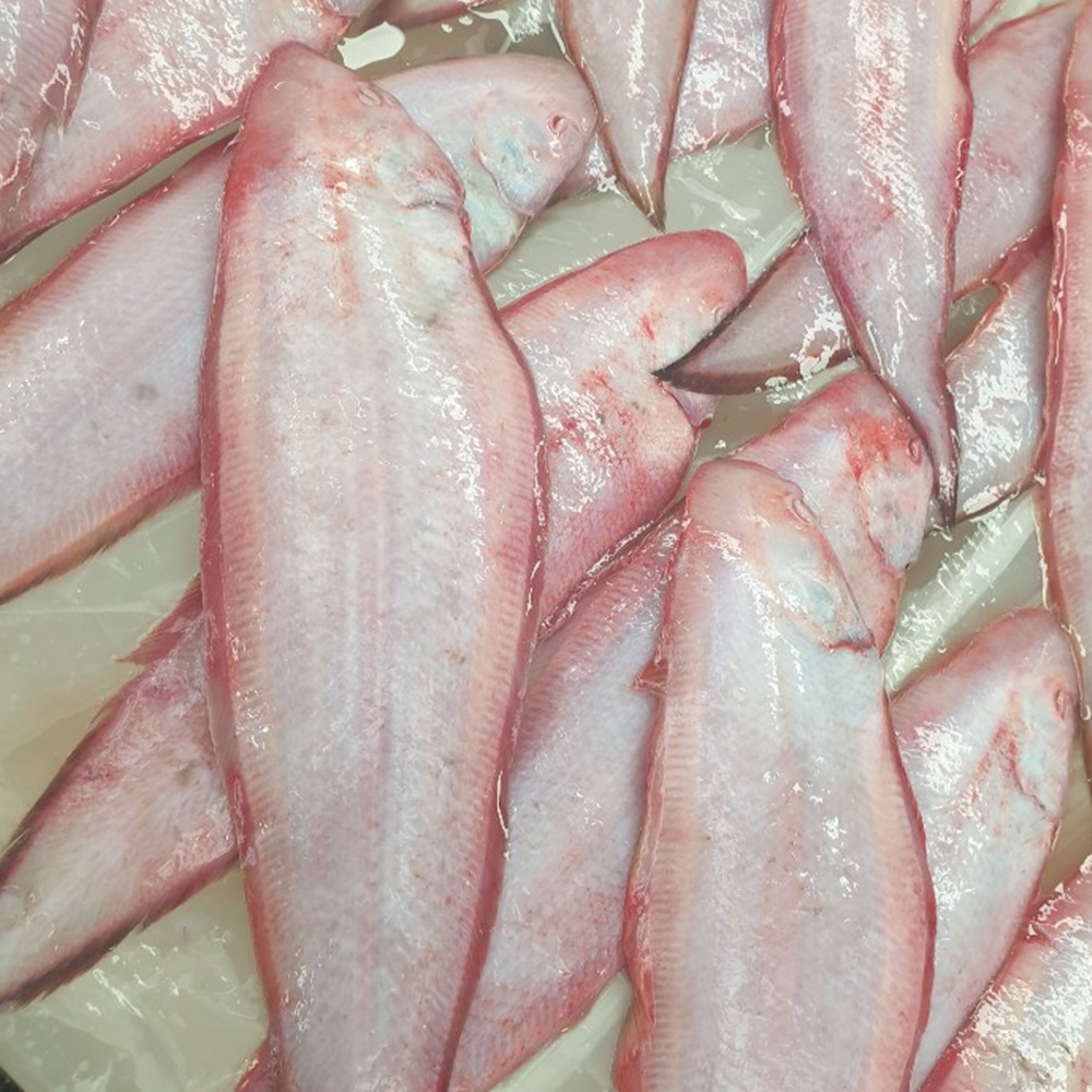 자연산 고흥 여수 서대회 500g 3인분 서대회무침 - 상세 이미지 3