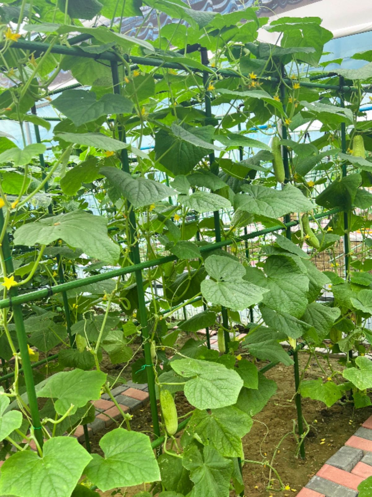 애플수박 지지대 고추 비닐하우스만들기 오이키우기 상추재배 완두콩 11직경 I - 상세 이미지 5