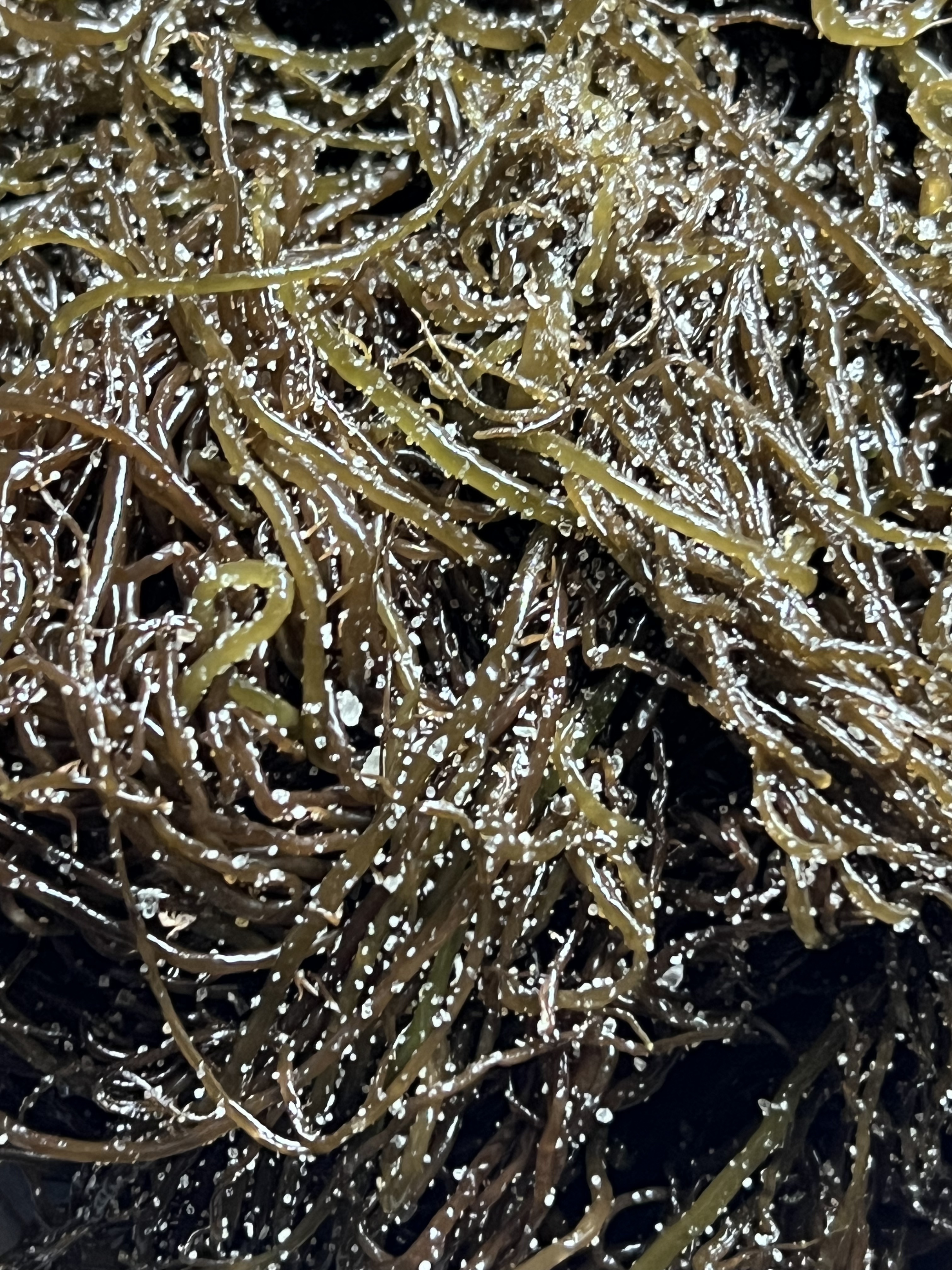 전라도 완도 청정지역 꼬시래기 부드러운 간단한반찬 햇 고급 산모 1kg 5kg 10kg - 상세 이미지 4