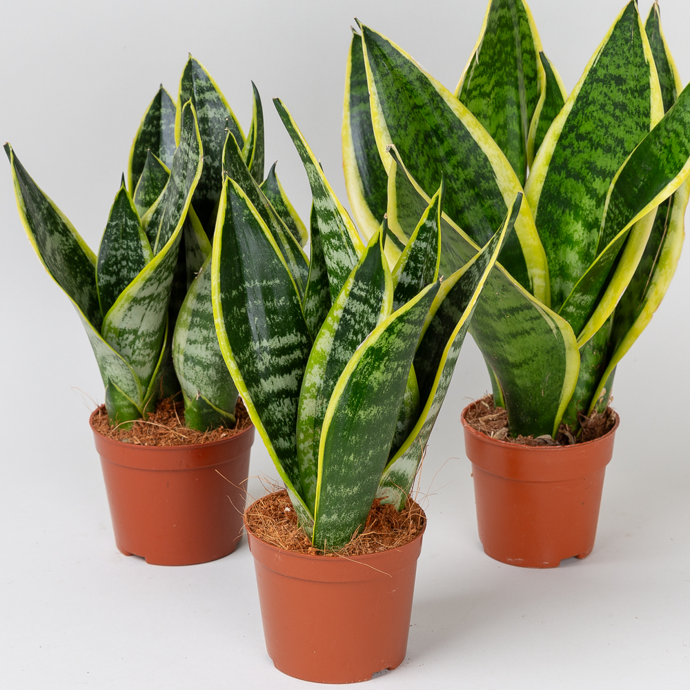 산세베리아 슈퍼바 키우기쉬운 반려식물 인테리어 음지 플랜테리어