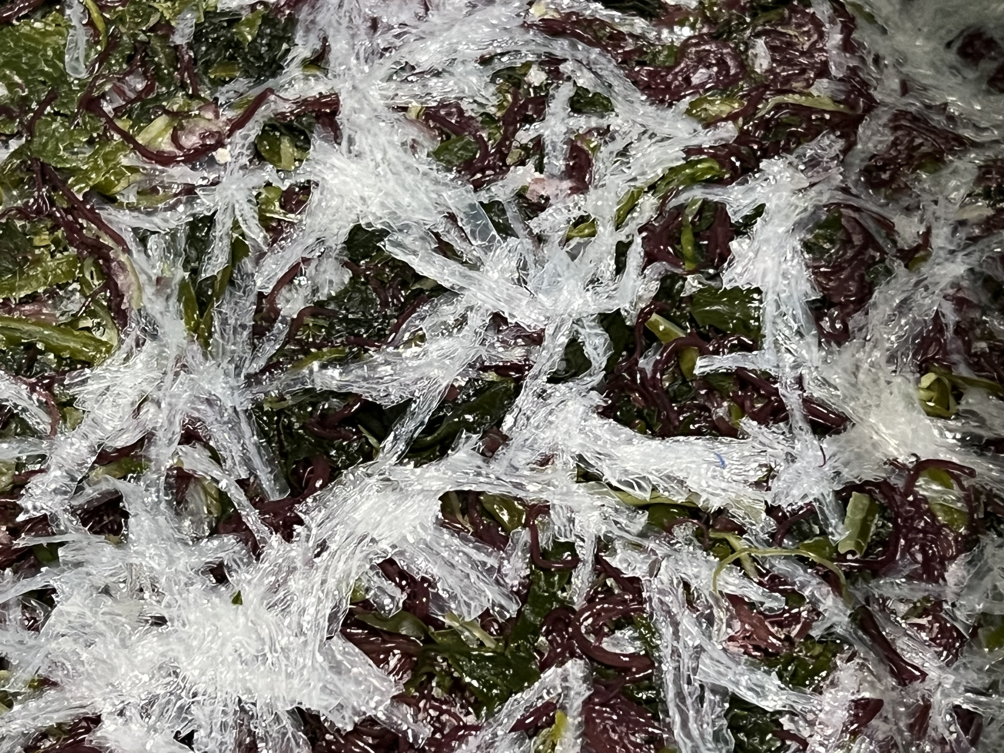 전라도 완도 청정지역 모듬해초 부드러운 간단한반찬 햇 고급 산모 1kg 5kg 10kg - 상세 이미지 5