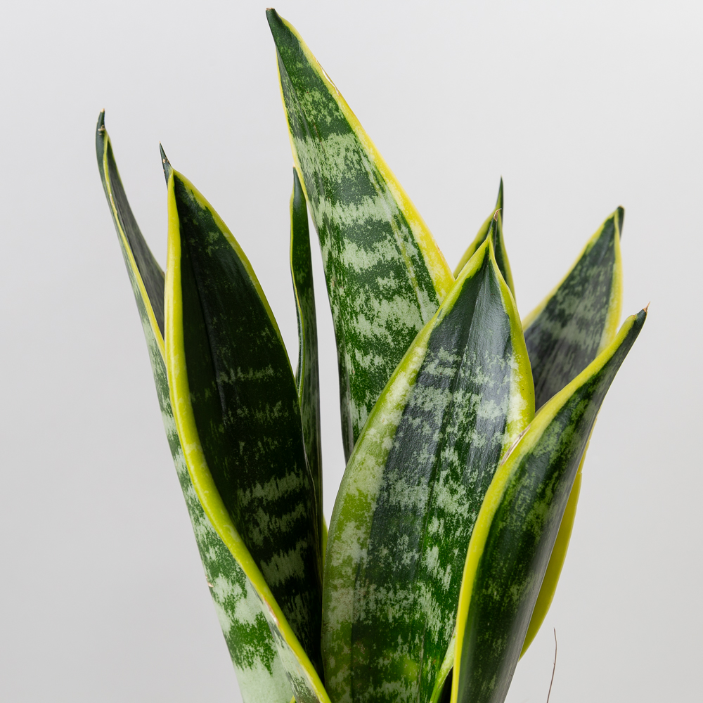 산세베리아 슈퍼바 키우기쉬운 반려식물 인테리어 음지 플랜테리어