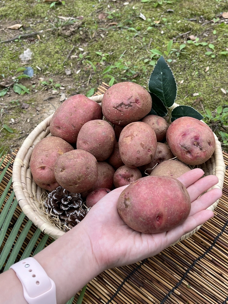 25년 햇 설봉감자 홍감자 수미 두백 카스테라 포슬포슬 왕특 1.5kg~10kg - 상세 이미지 2