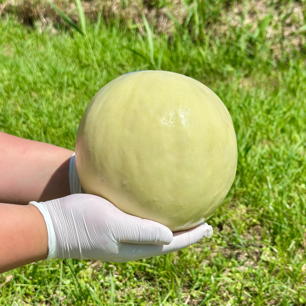 머스크 메론 고당도 허니듀 하니원 세지 세론이 곡성 선물세트