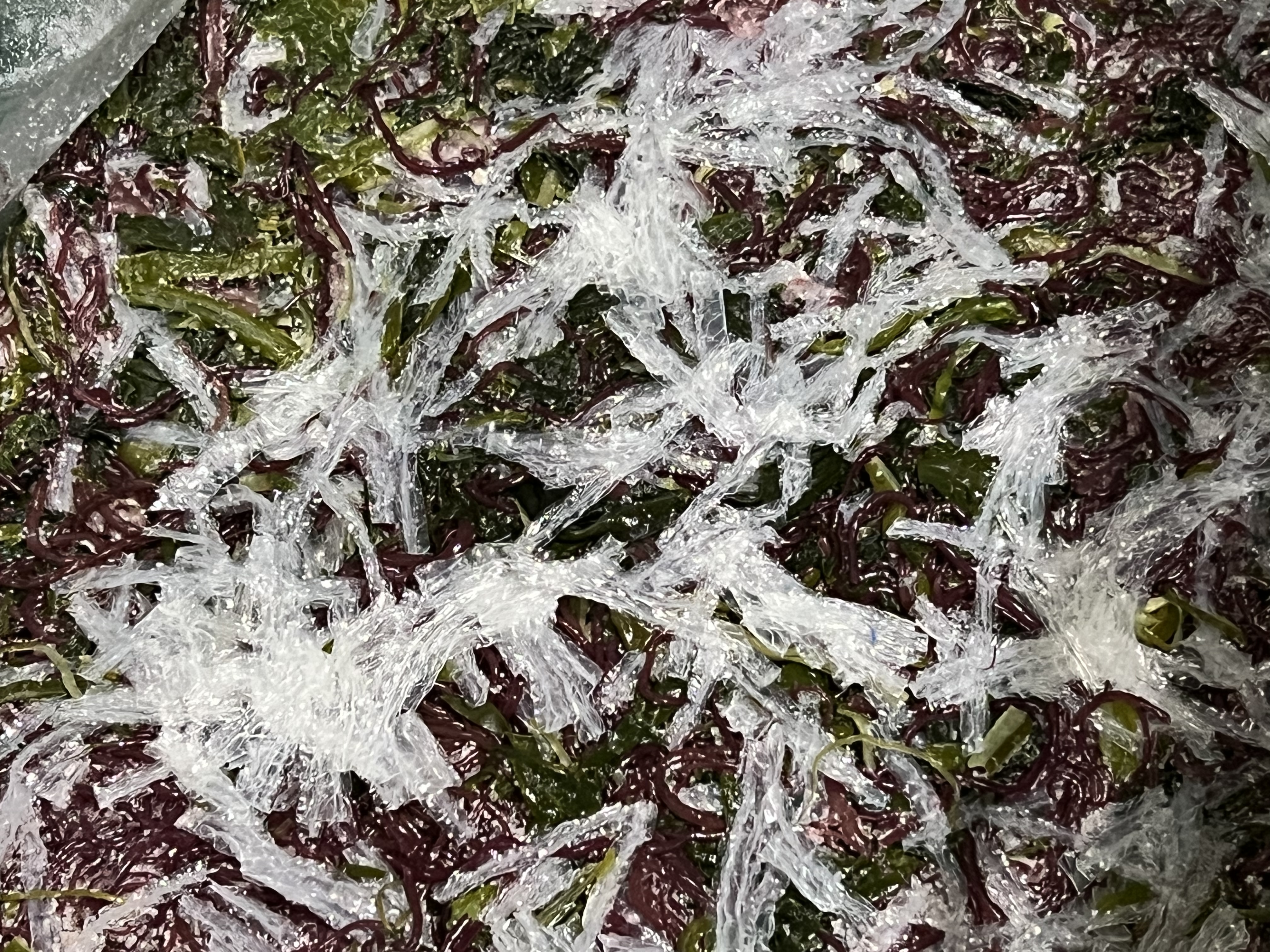 전라도 완도 청정지역 모듬해초 부드러운 간단한반찬 햇 고급 산모 1kg 5kg 10kg - 상세 이미지 3