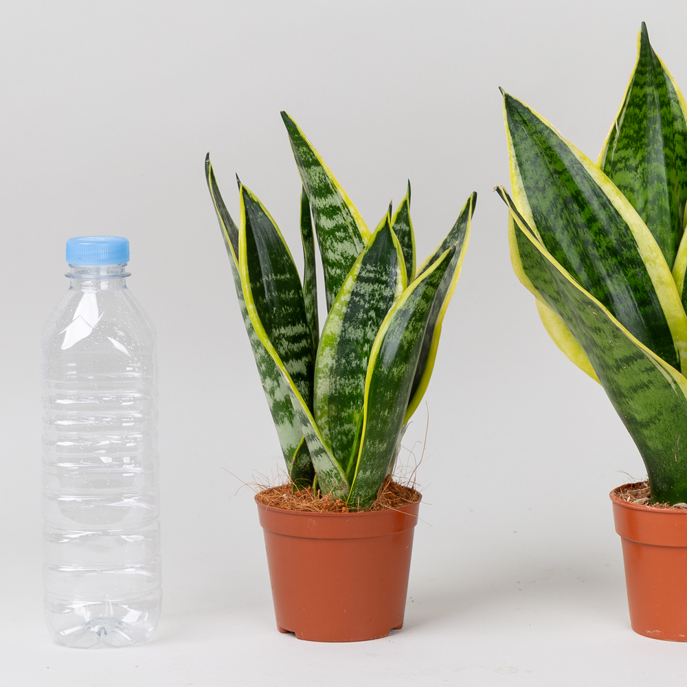 산세베리아 슈퍼바 키우기쉬운 반려식물 인테리어 음지 플랜테리어