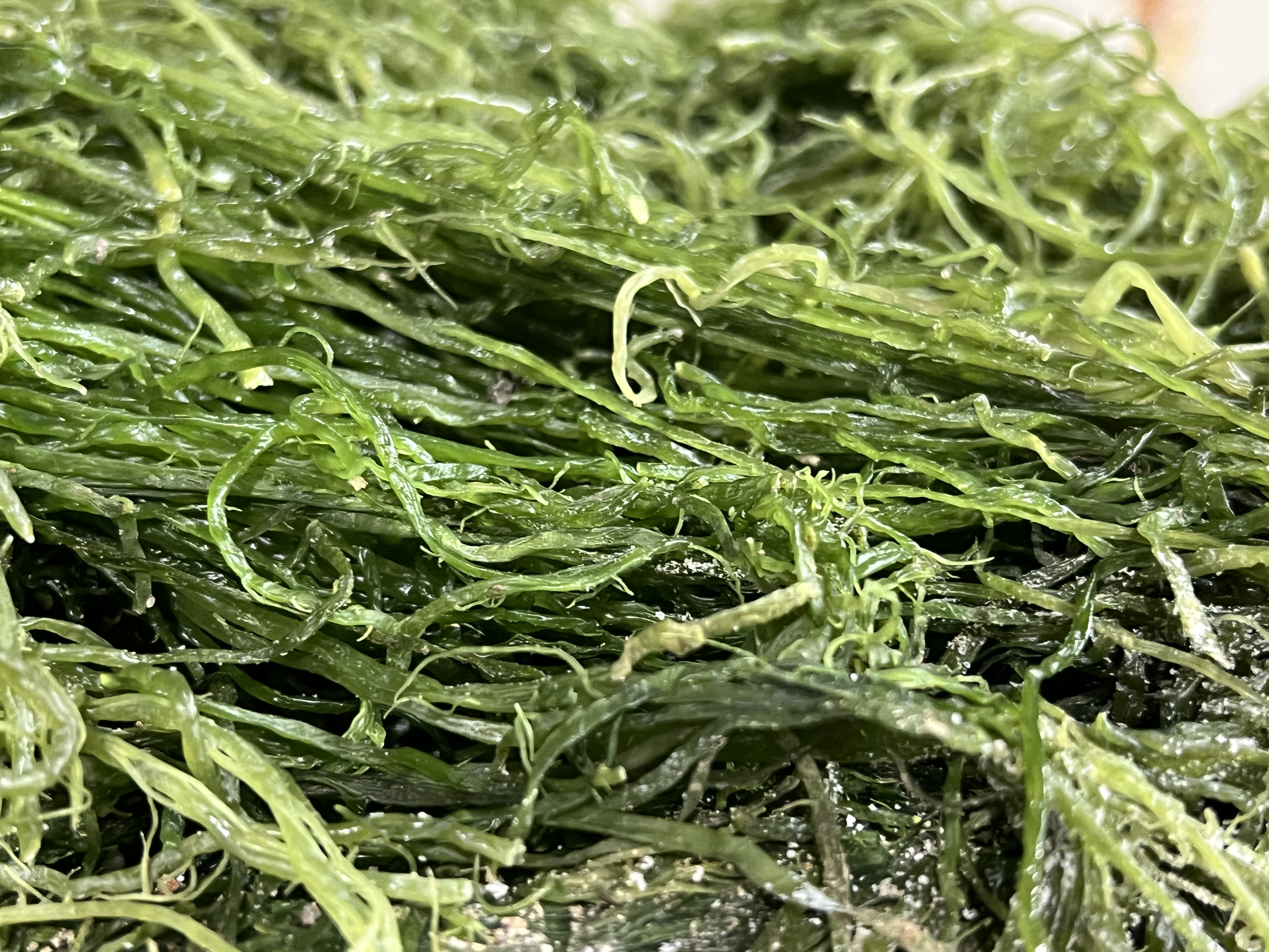 전라도 완도 청정지역 청꼬시래기 부드러운 간단한반찬 햇 고급 산모 1kg 5kg 10kg - 상세 이미지 3