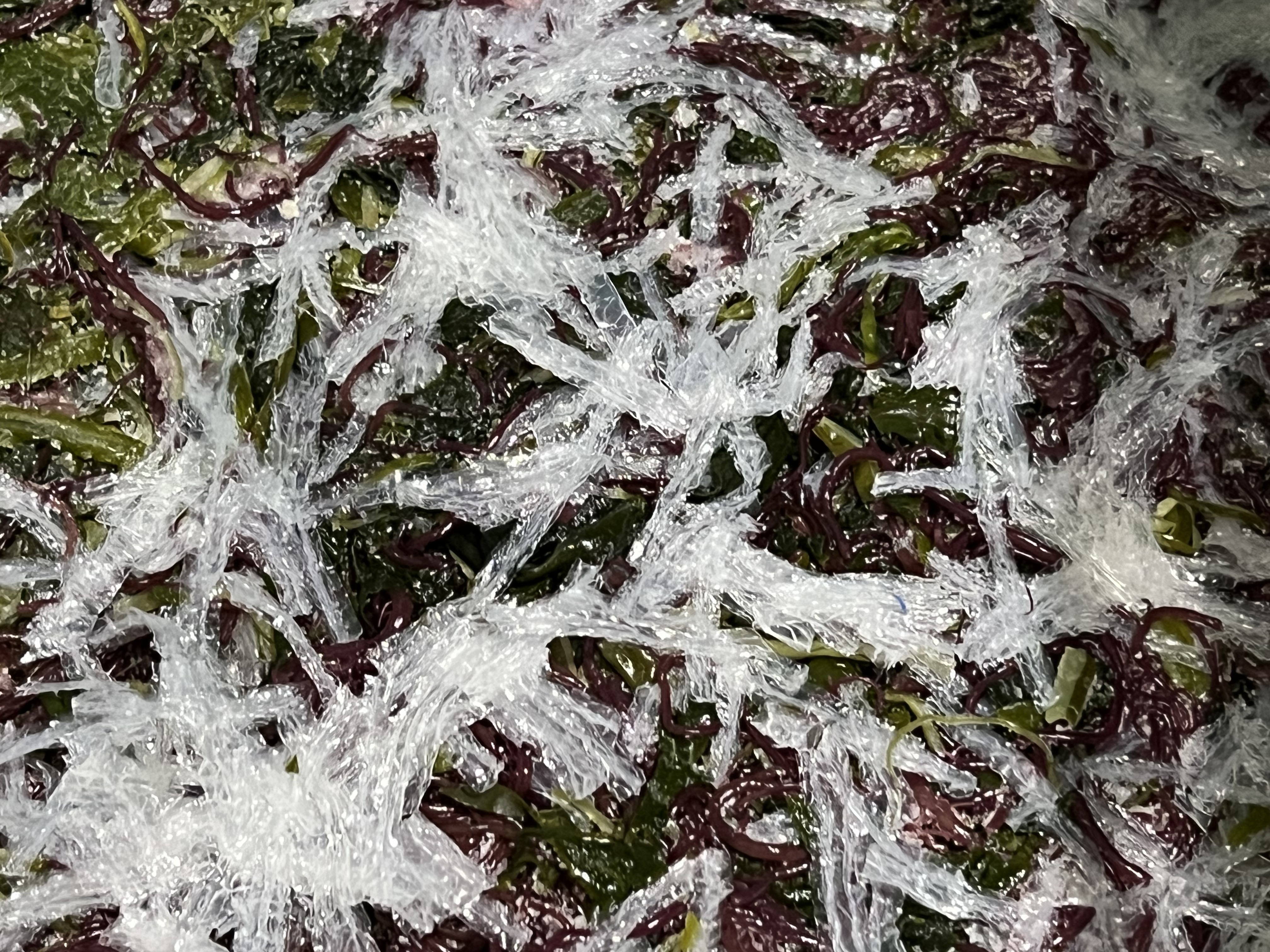 전라도 완도 청정지역 모듬해초 부드러운 간단한반찬 햇 고급 산모 1kg 5kg 10kg 이미지 6