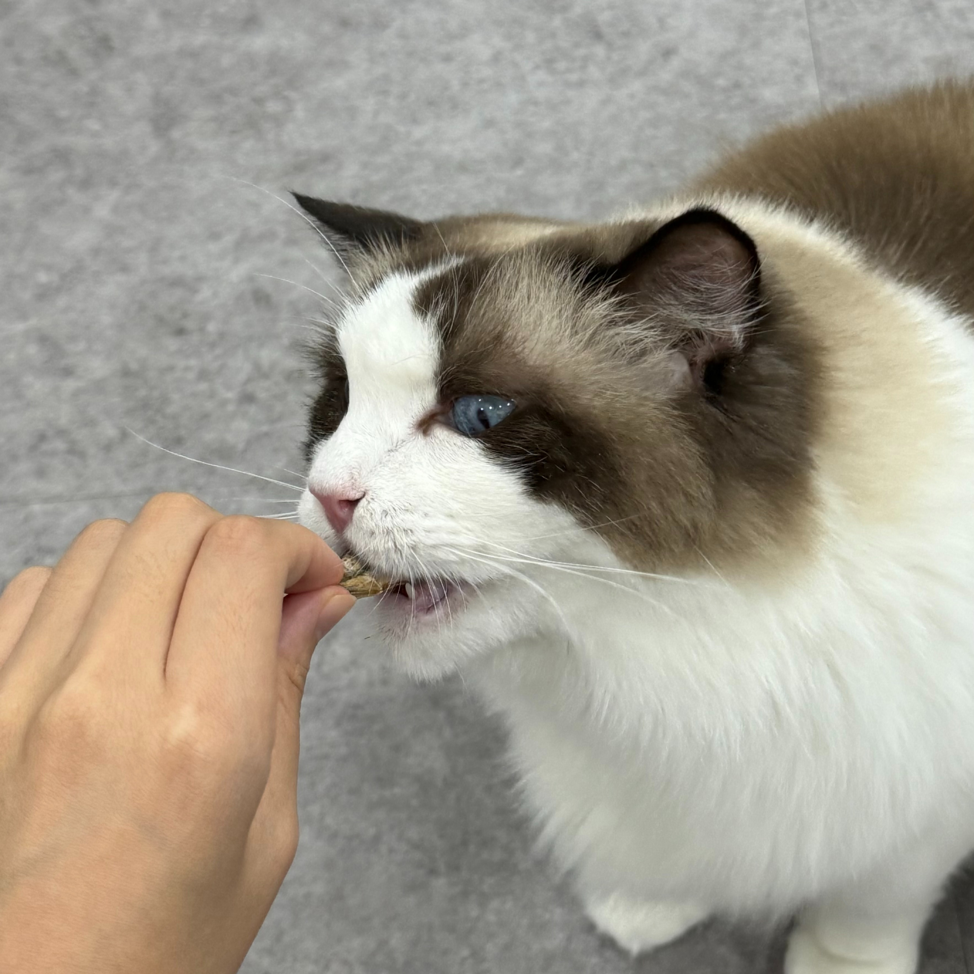 [국내산] 묘생묘미 고양이트릿 동결건조간식 열빙어, 80g, 1개 이미지 4