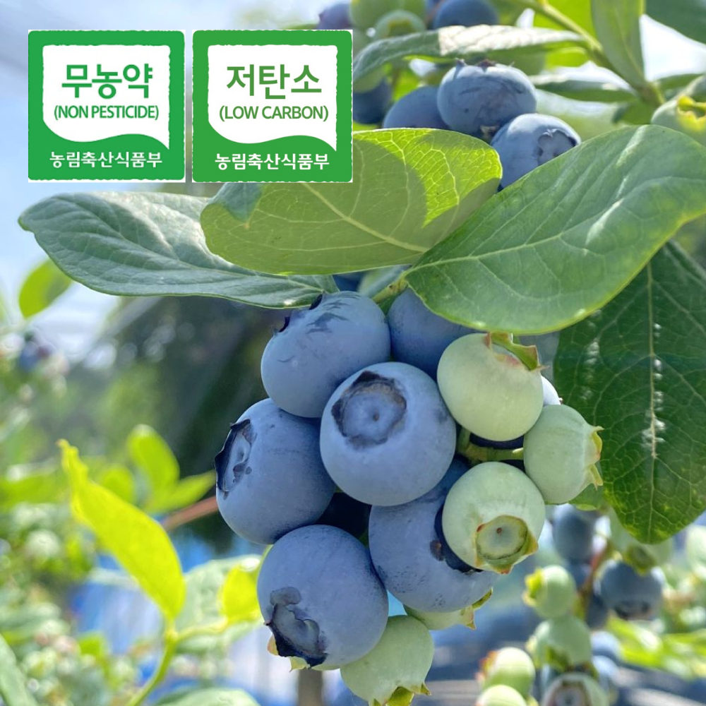 2026년 수확 국산 무농약 블루베리 생과 1kg 노지 과일 농장직영 당일수확 직배송 - 상품 이미지