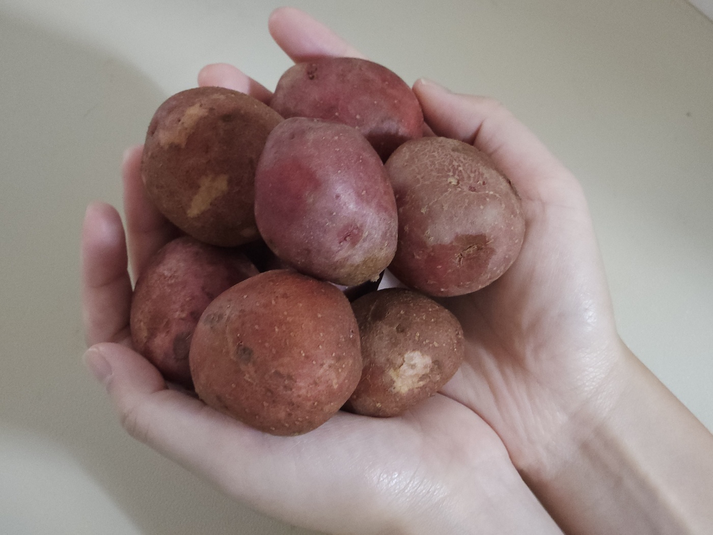25년 햇 설봉감자 홍감자 수미 두백 카스테라 포슬포슬 왕특 1.5kg~10kg - 상세 이미지 5