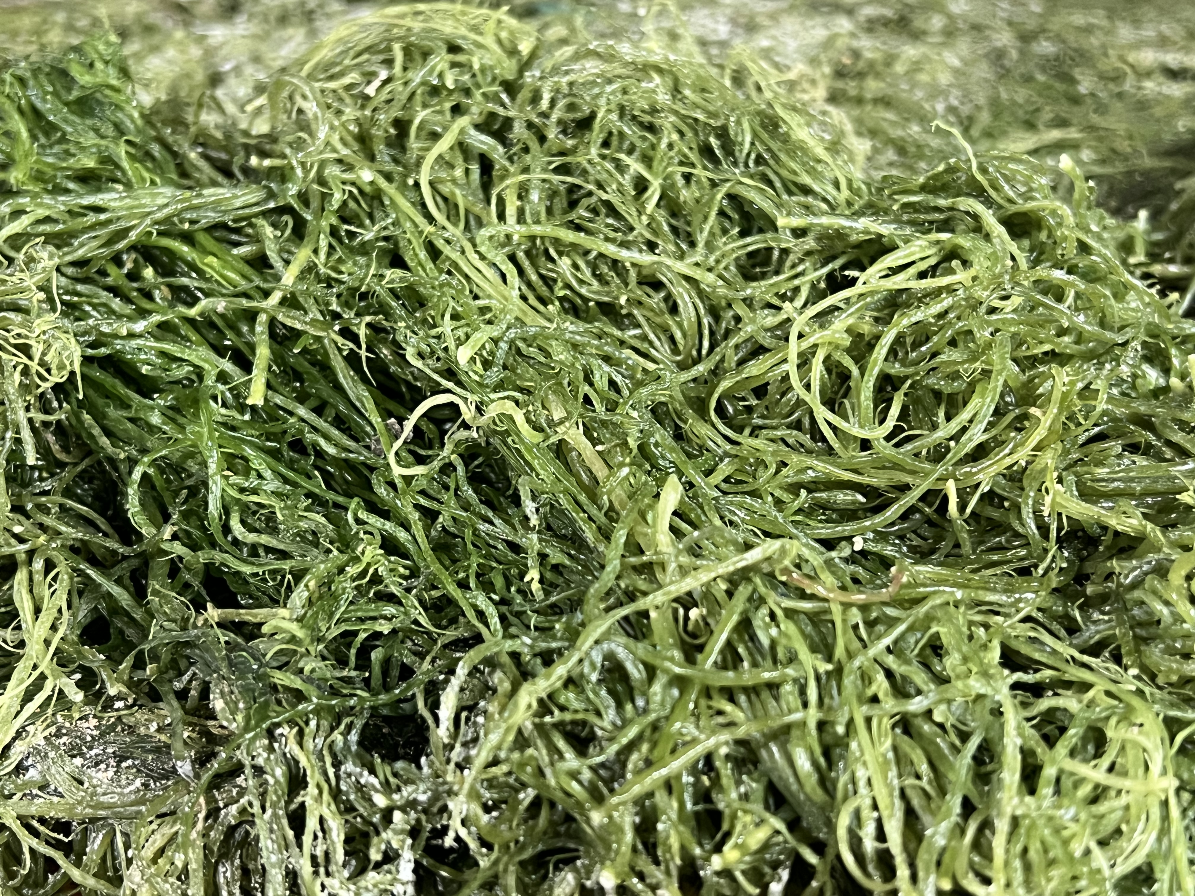 전라도 완도 청정지역 청꼬시래기 부드러운 간단한반찬 햇 고급 산모 1kg 5kg 10kg - 상세 이미지 4